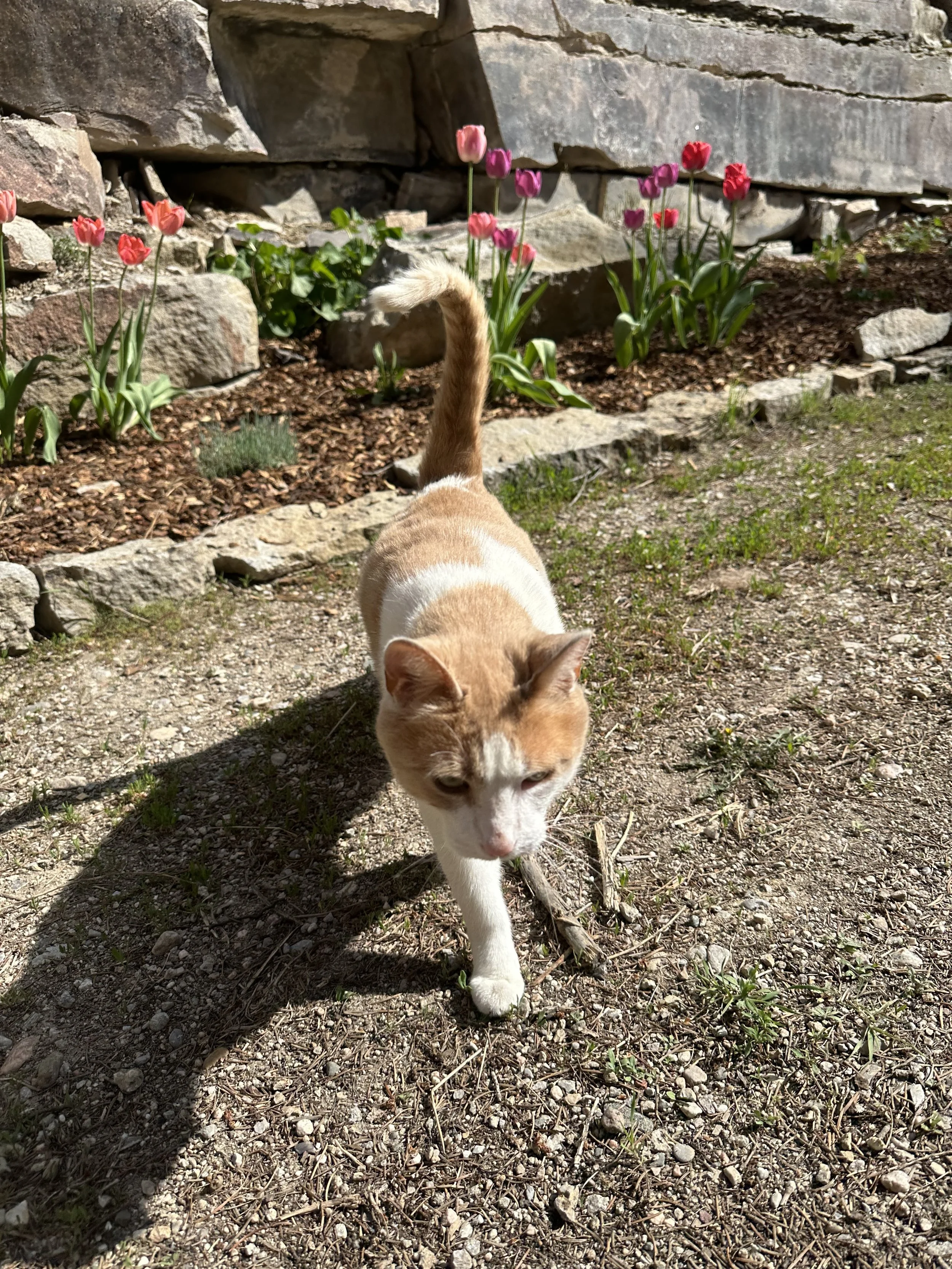 Tulip.jpeg