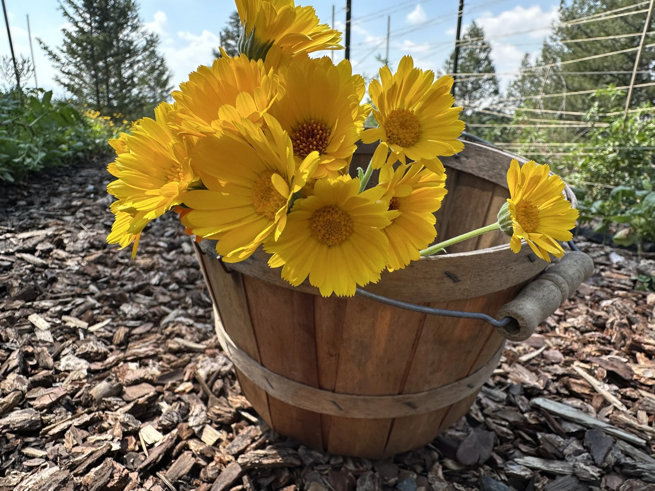 Calendula