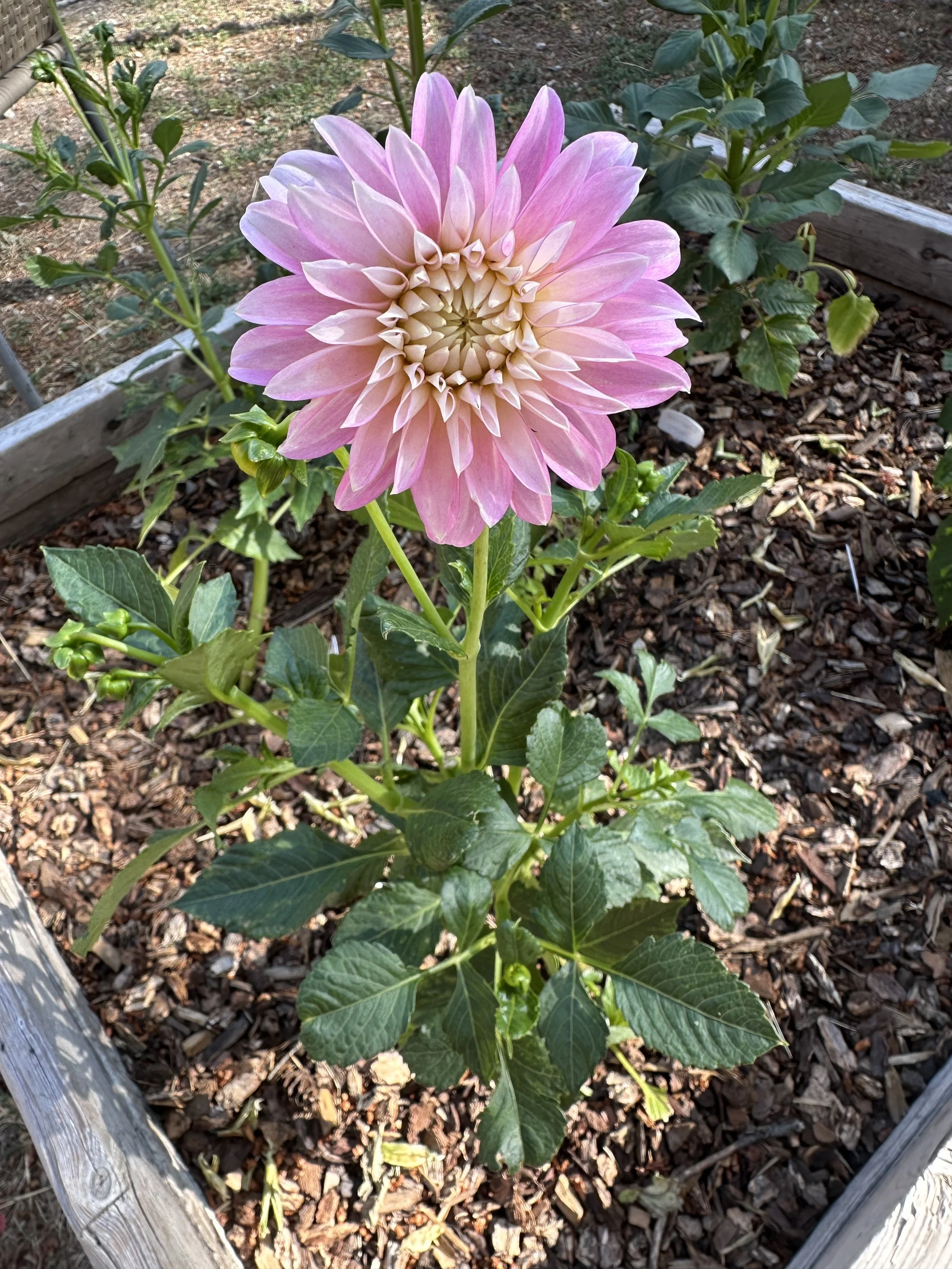 Dahlia1.jpeg