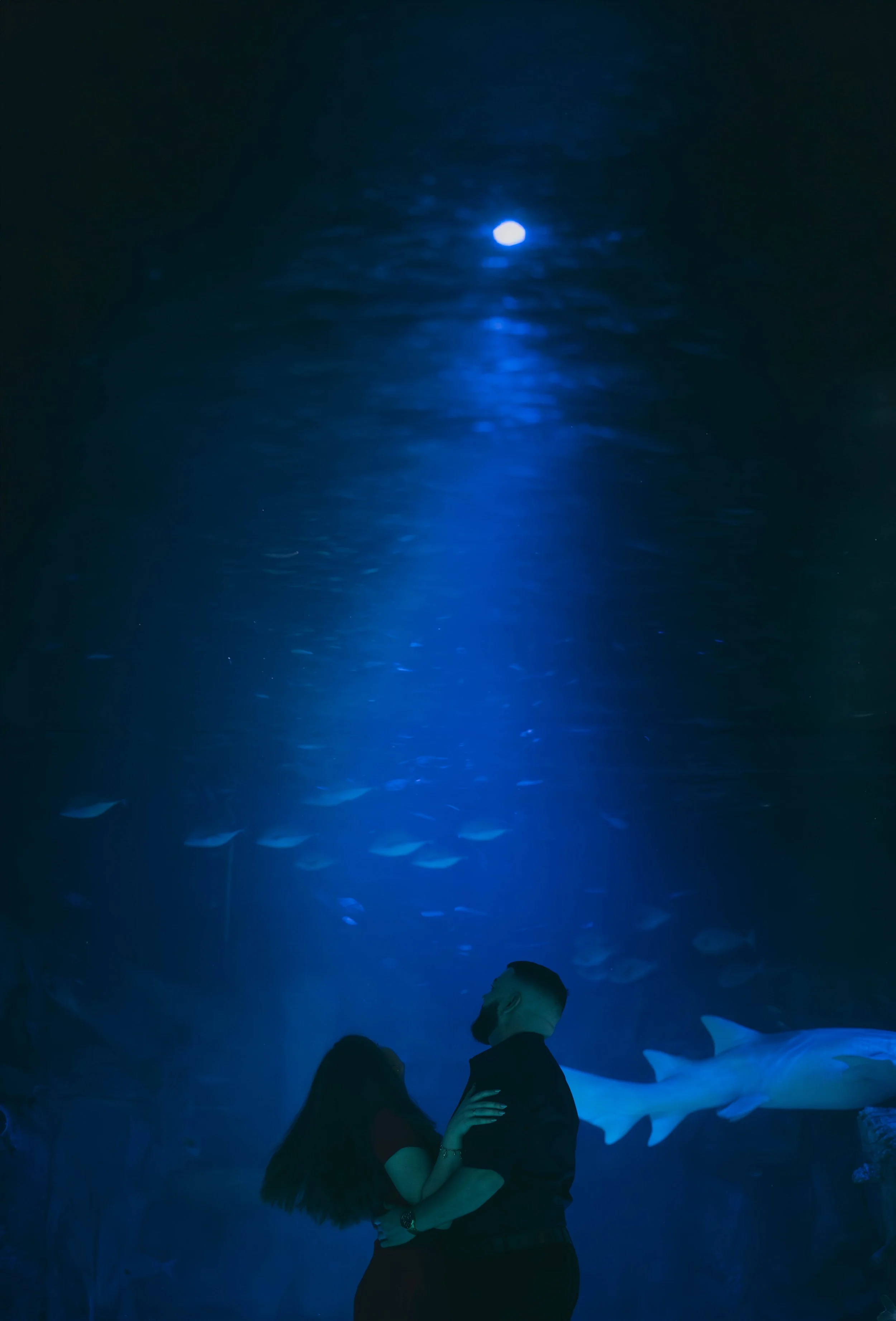 melbourne-aquarium-engagement (68).jpg