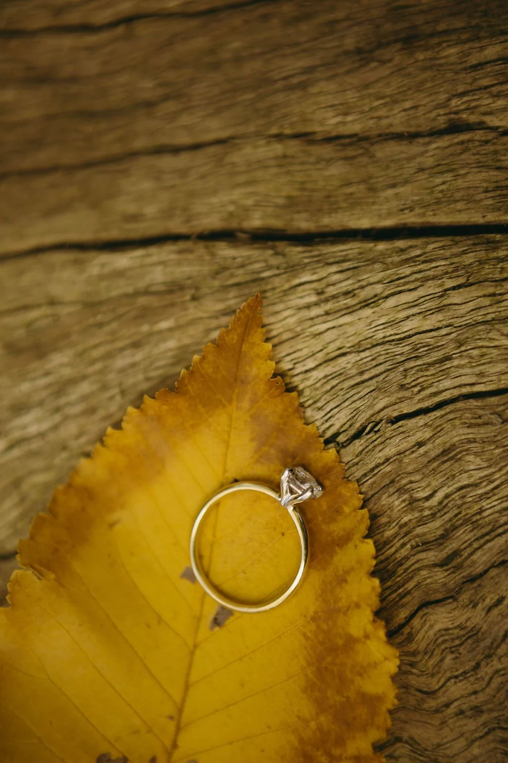 warburton-engagement-session-autumn-melbourne-yarra-valley (55).jpg
