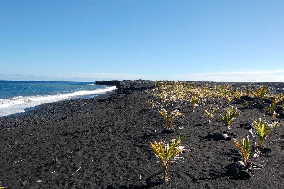 Young coconut palms sprout across a wide black sand beach in Kalapana, bordering deep blue ocean waves and rugged volcanic rock formations under a clear, bright sky.