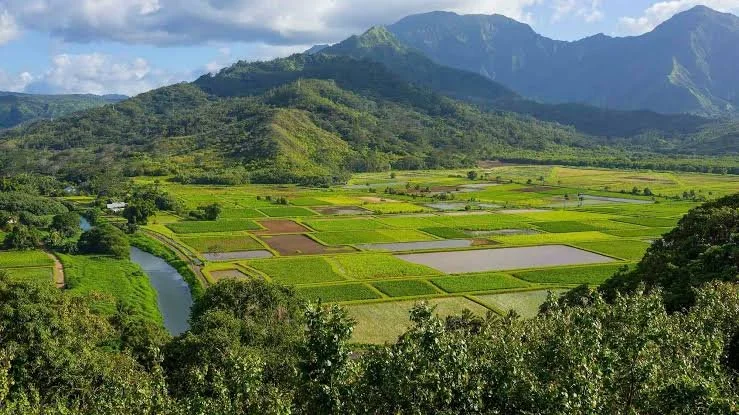 Elevated panoramic view of lush green taro fields and a winding river filling Hanalei Valley beneath majestic green mountain peaks.