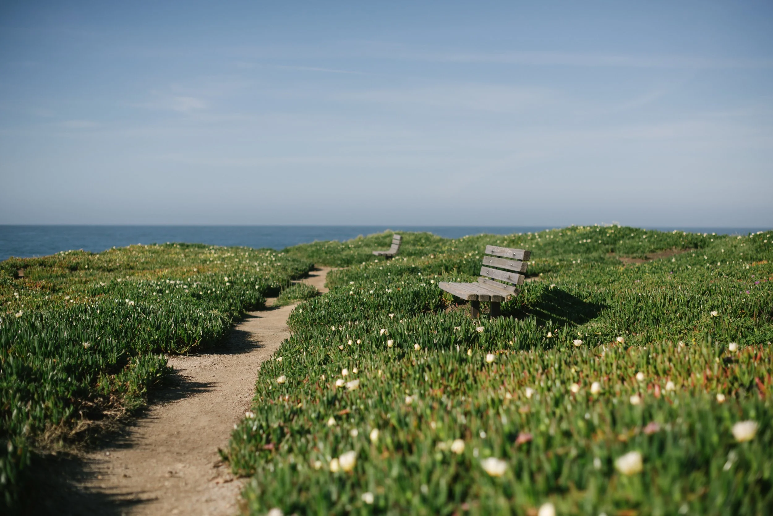 Wooden benches along a coastal path surrounded by green groundcover and small white flowers overlooking the ocean