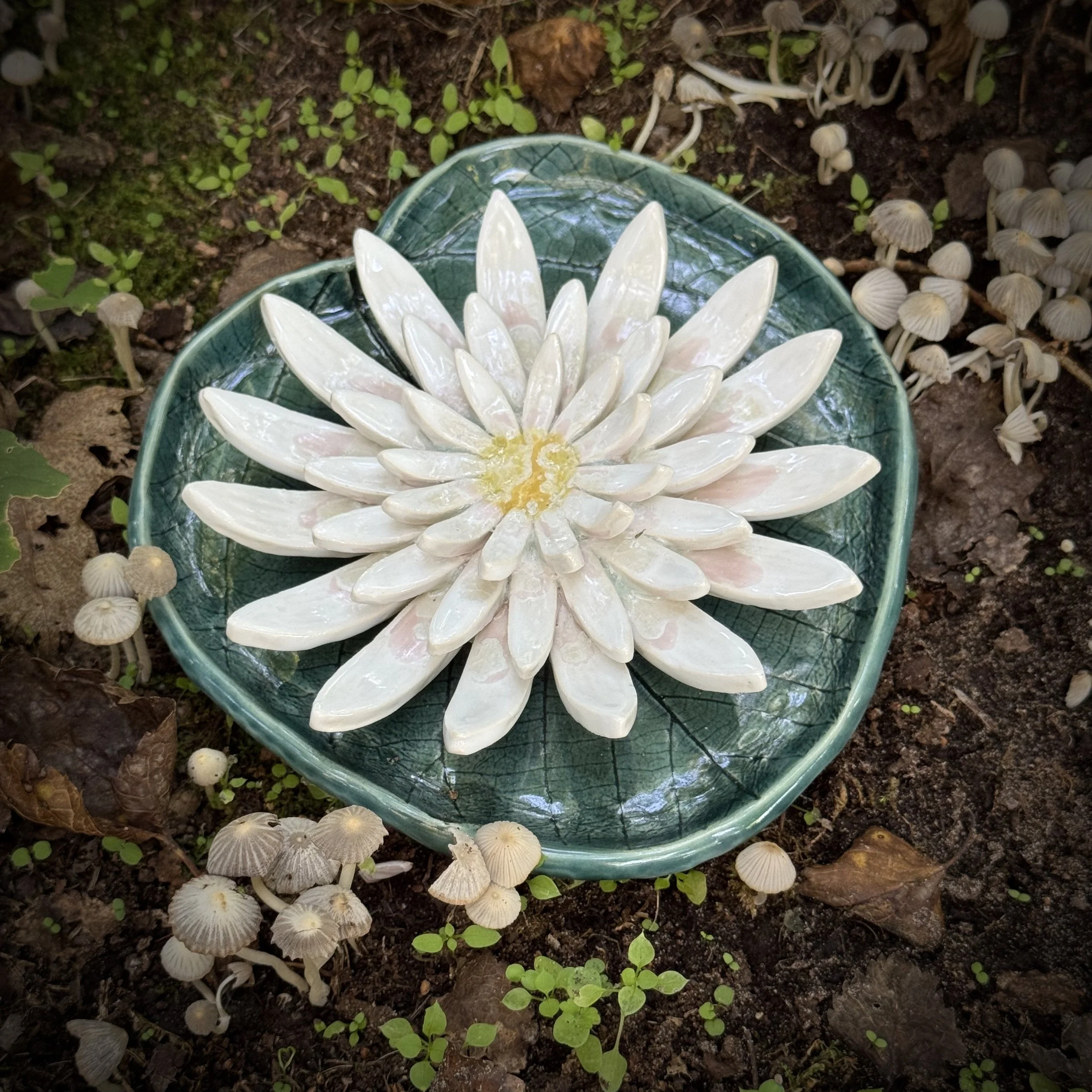 Water Lily Reliquary, Autumn 2025