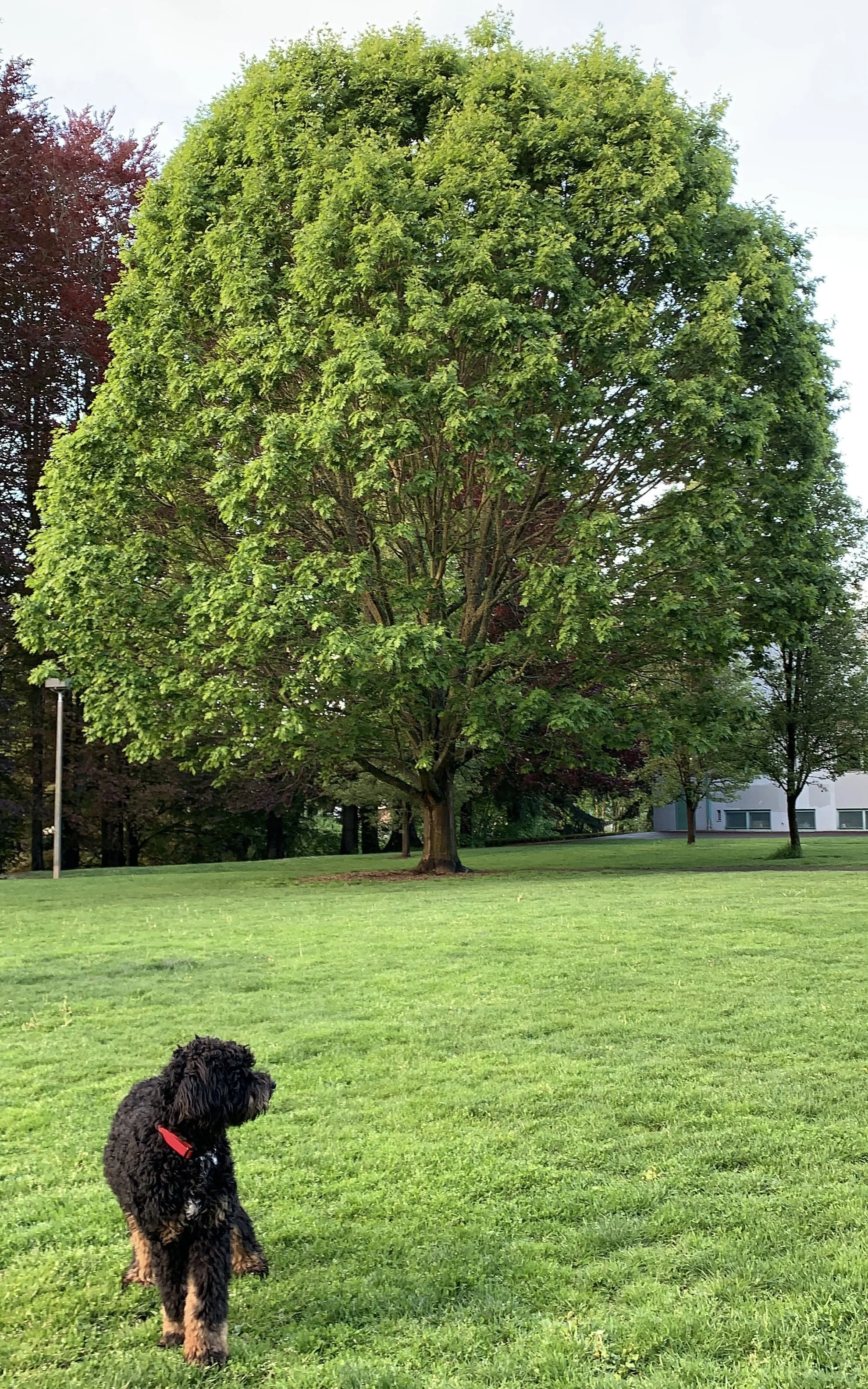 A black and brown curly-haired dog wearing a red collar sitting on a grassy field with a large leafy tree and some smaller trees in the background.