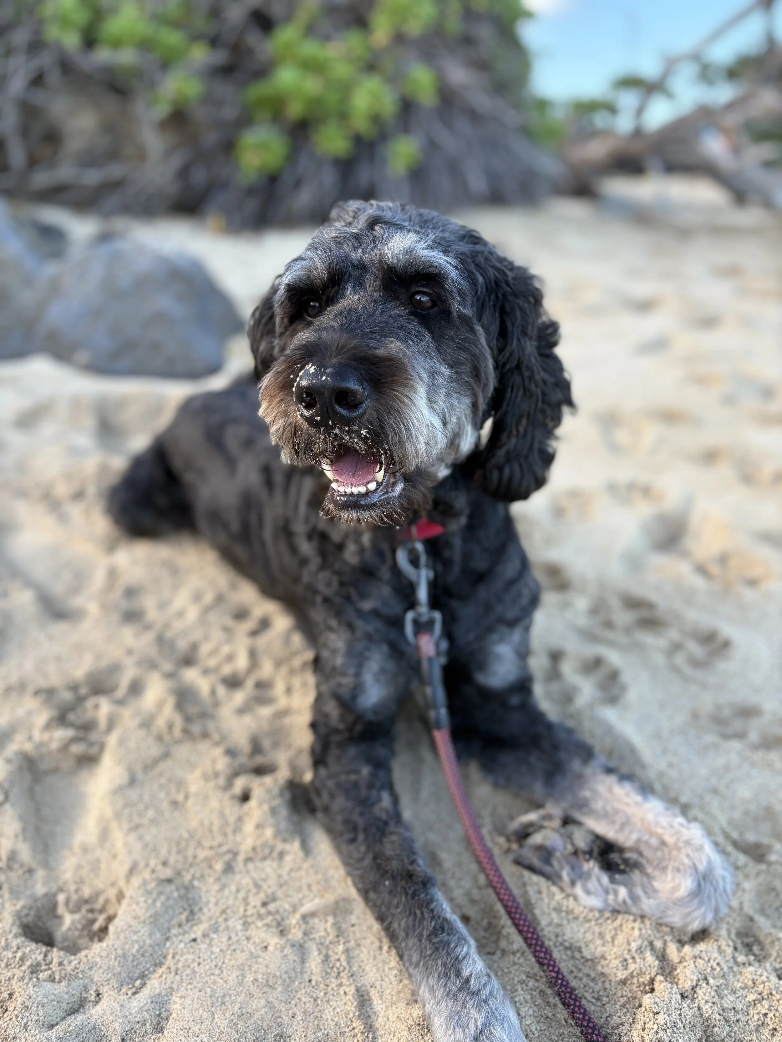 A black and gray dog sitting on sandy ground near rocks and greenery, looking at the camera with its mouth open, showing a happy expression.
