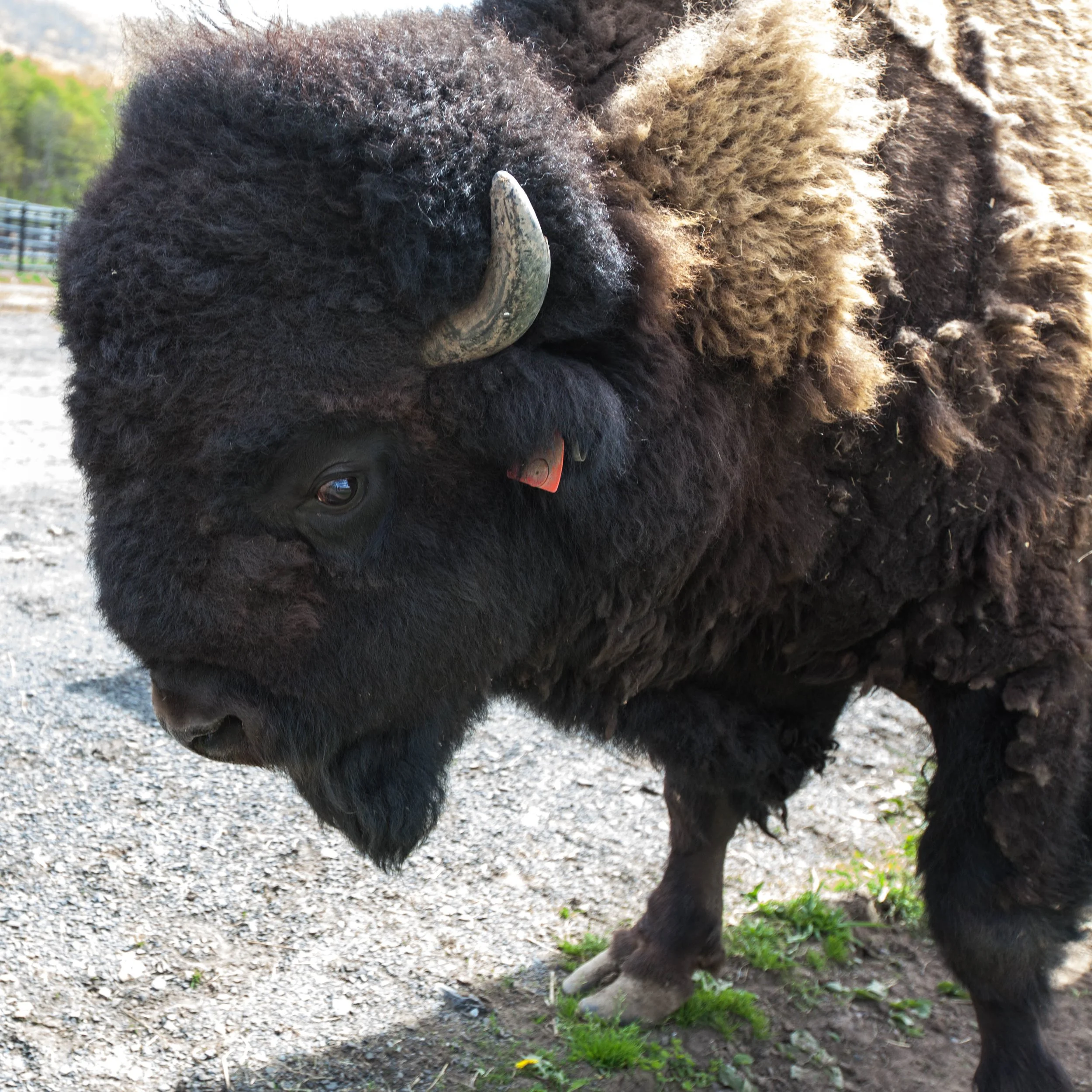 Close-up of a bison calf with dark and light brown curly fur, a curved horn, and a red tag on its ear, standing on gravel with grass and trees in the background.
