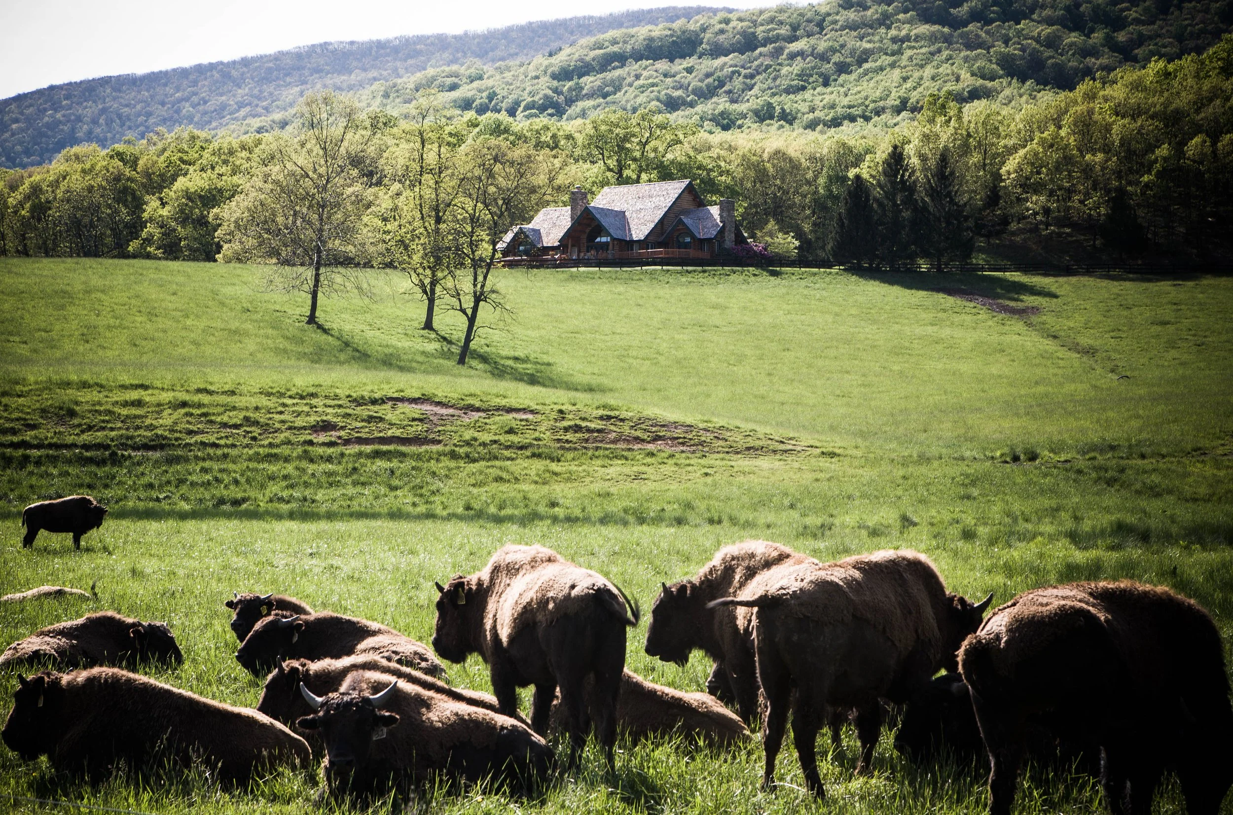 A herd of bison grazing on green grass in a scenic pasture with rolling hills, trees, and a house in the background.