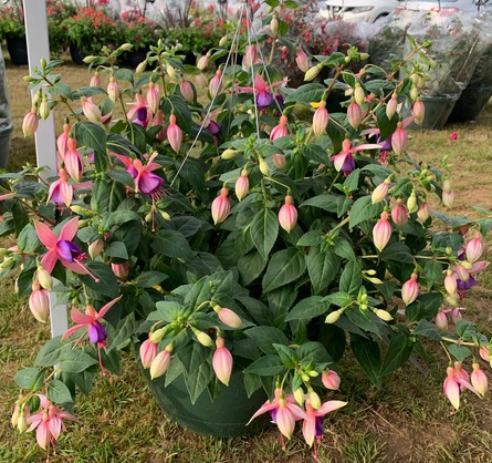 Pick up Pre-Sale Plants