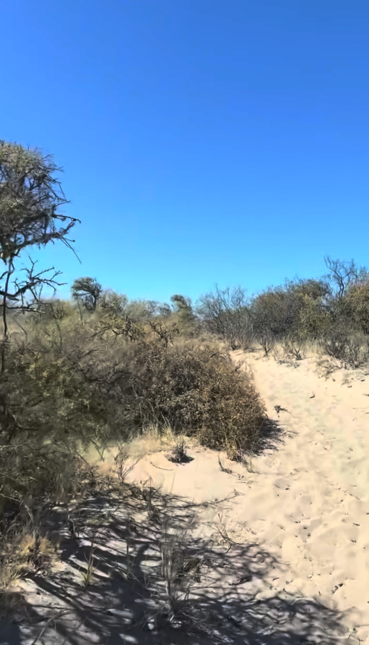 A desert landscape with sandy ground, sparse bushes, and a clear blue sky.