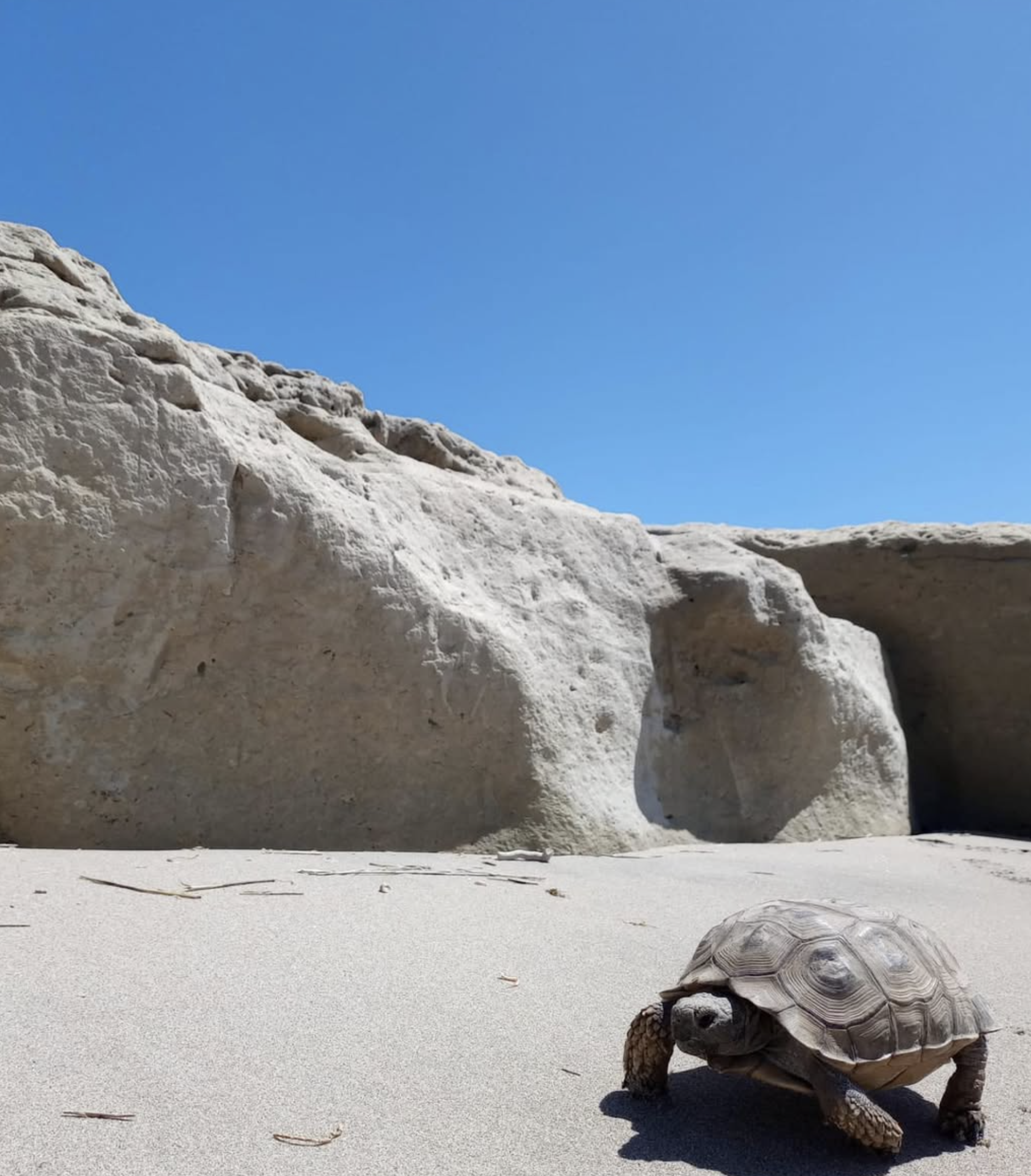 A baby turtle walking on sandy beach near white rocks under a clear blue sky.