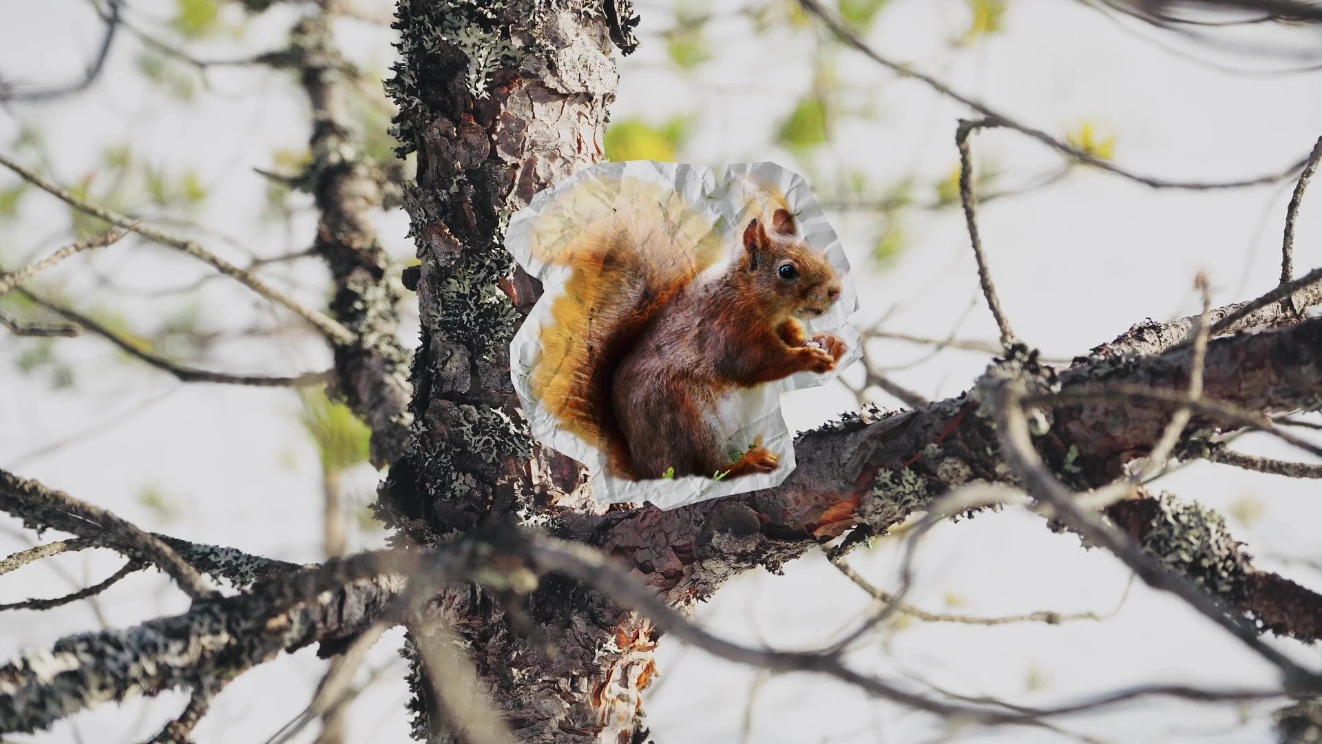 Papirutklipp av ekorn på en gren. Fra Coperando sin HMS video