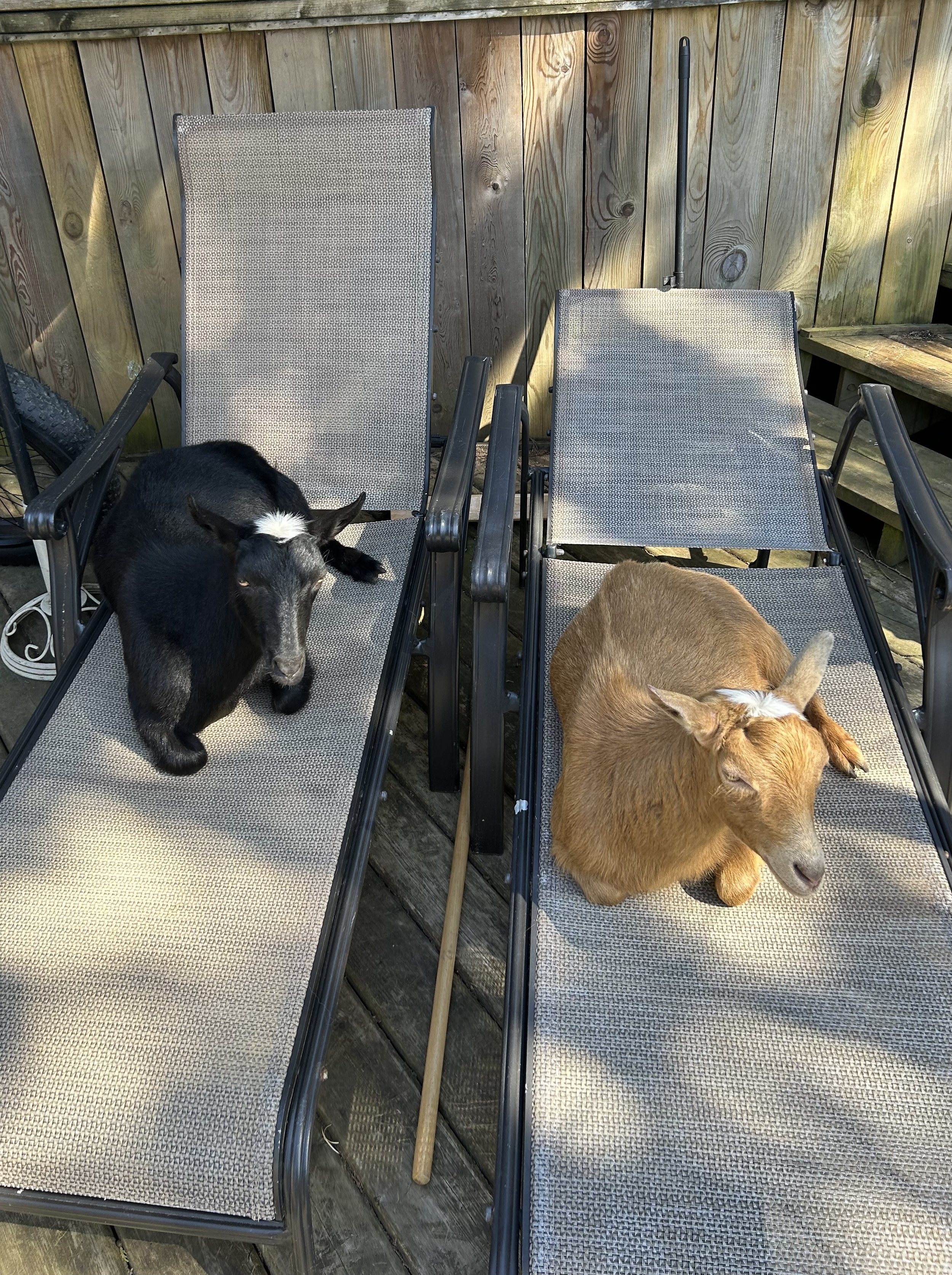 Two goats resting on outdoor lounge chairs, one black and white and the other brown, against a wooden fence background.