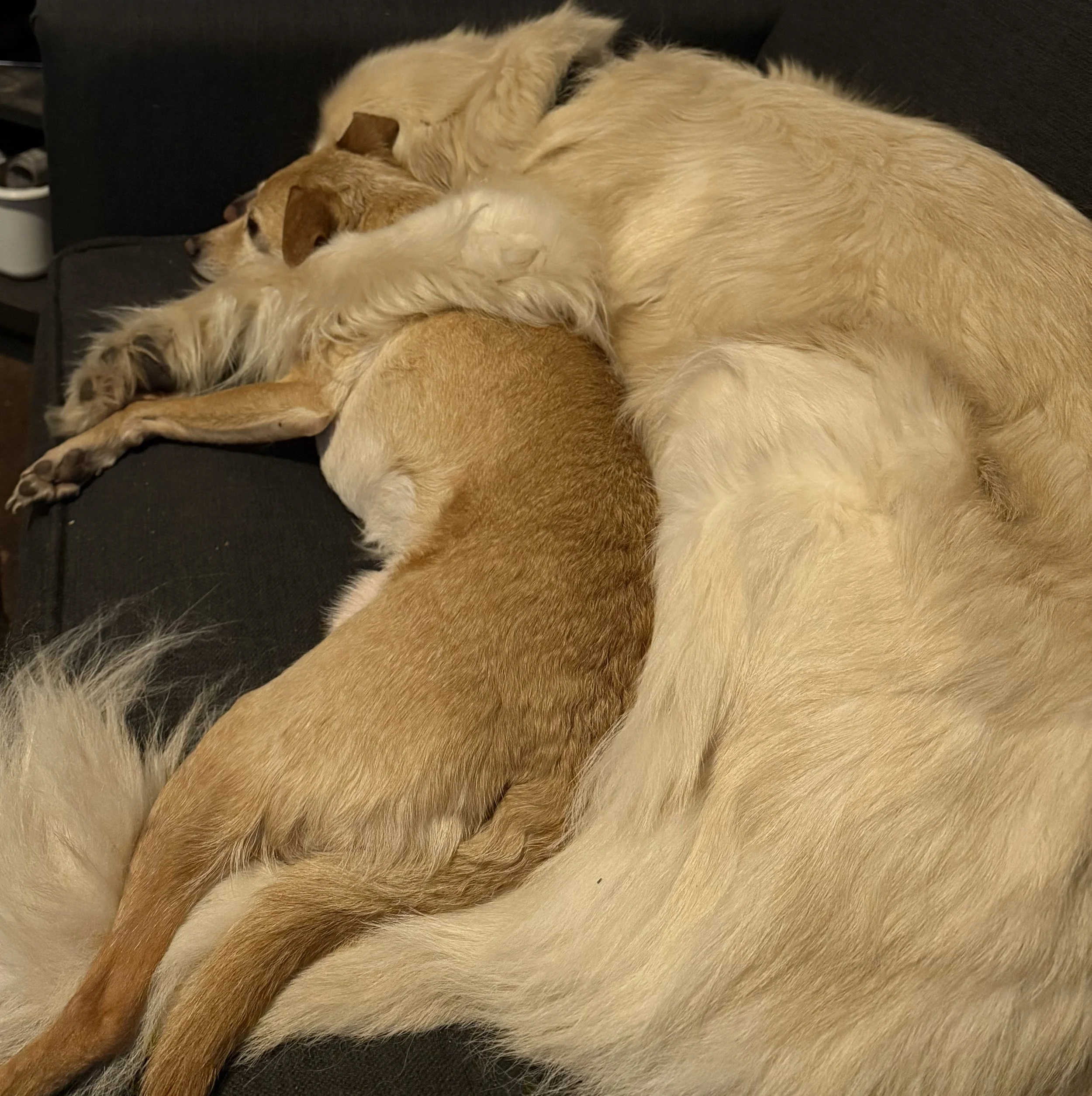 Two dogs, one small and one large, lying together on a black couch, sleeping peacefully.