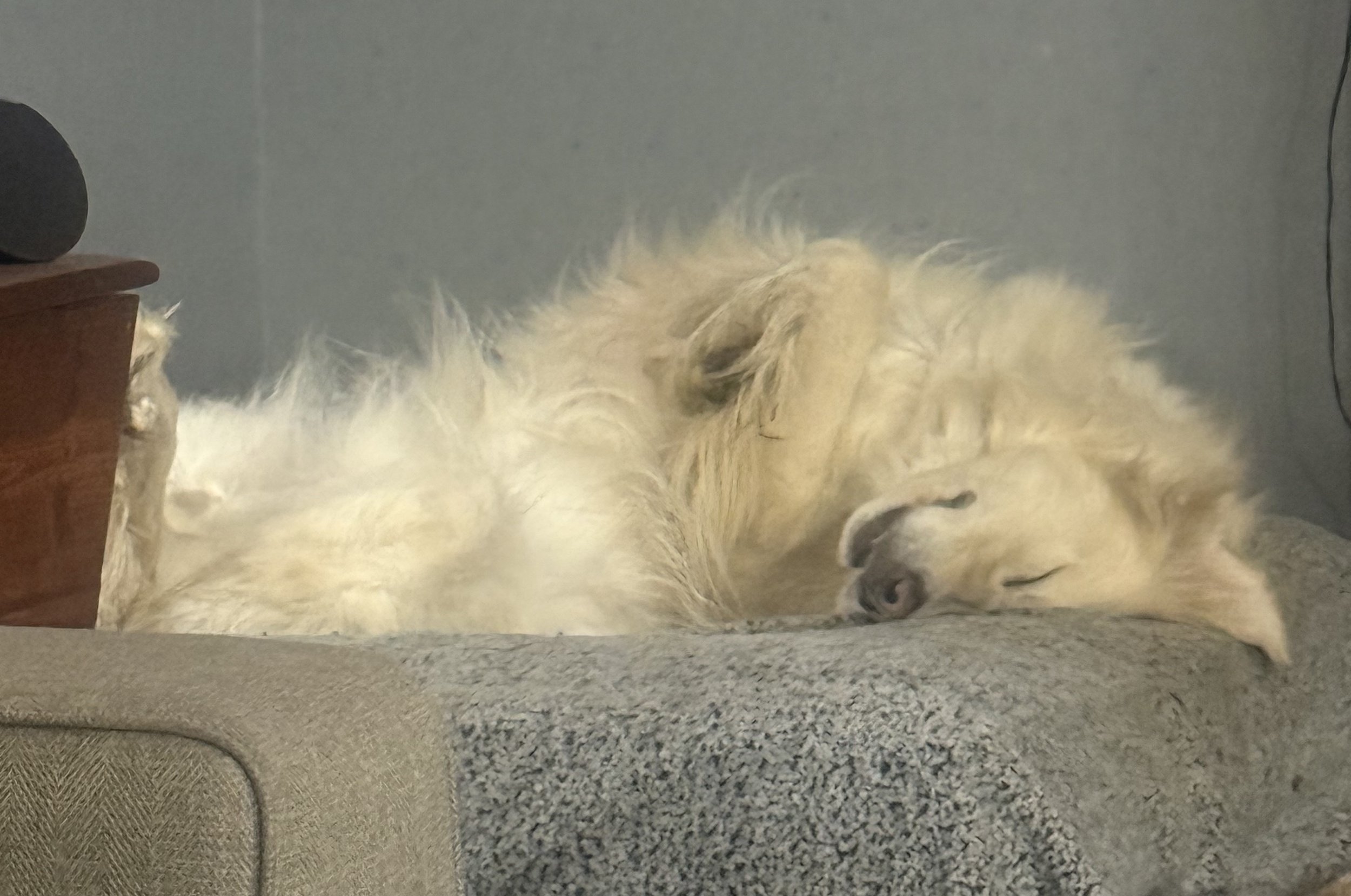 A fluffy great pyrenees dog sleeping on a gray carpeted surface with its eyes closed.