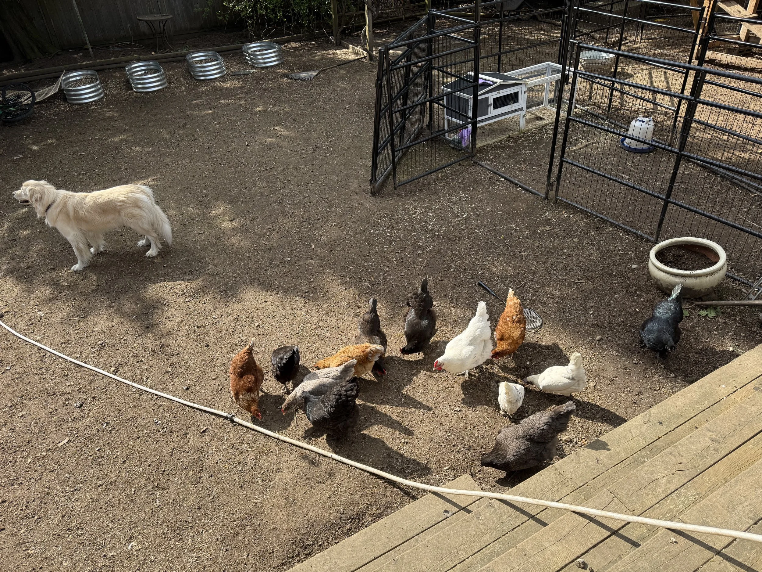 A dog and several chickens in a fenced outdoor area with dirt ground and some metal and plastic infrastructure.