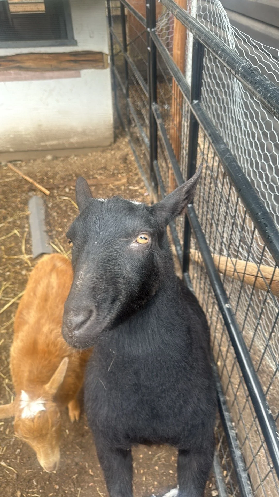 A black goat standing inside a pen, with a brown goat next to it, in a farm or pet enclosure.