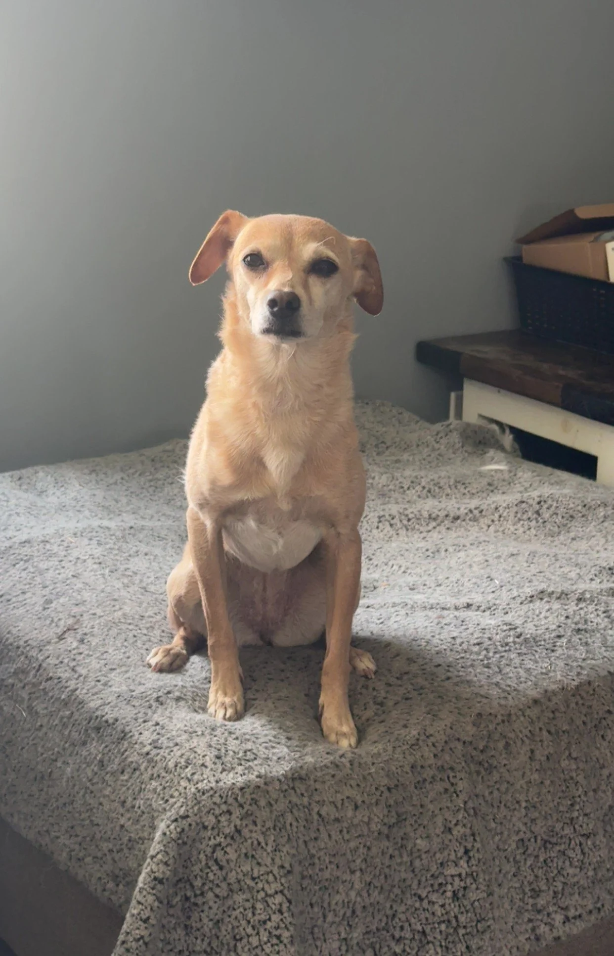 A small tan dog sitting on a grey textured bedspread, looking directly at the camera. There is a grey wall and a small wooden table with a black basket and some rolled-up papers or fabric in the background.