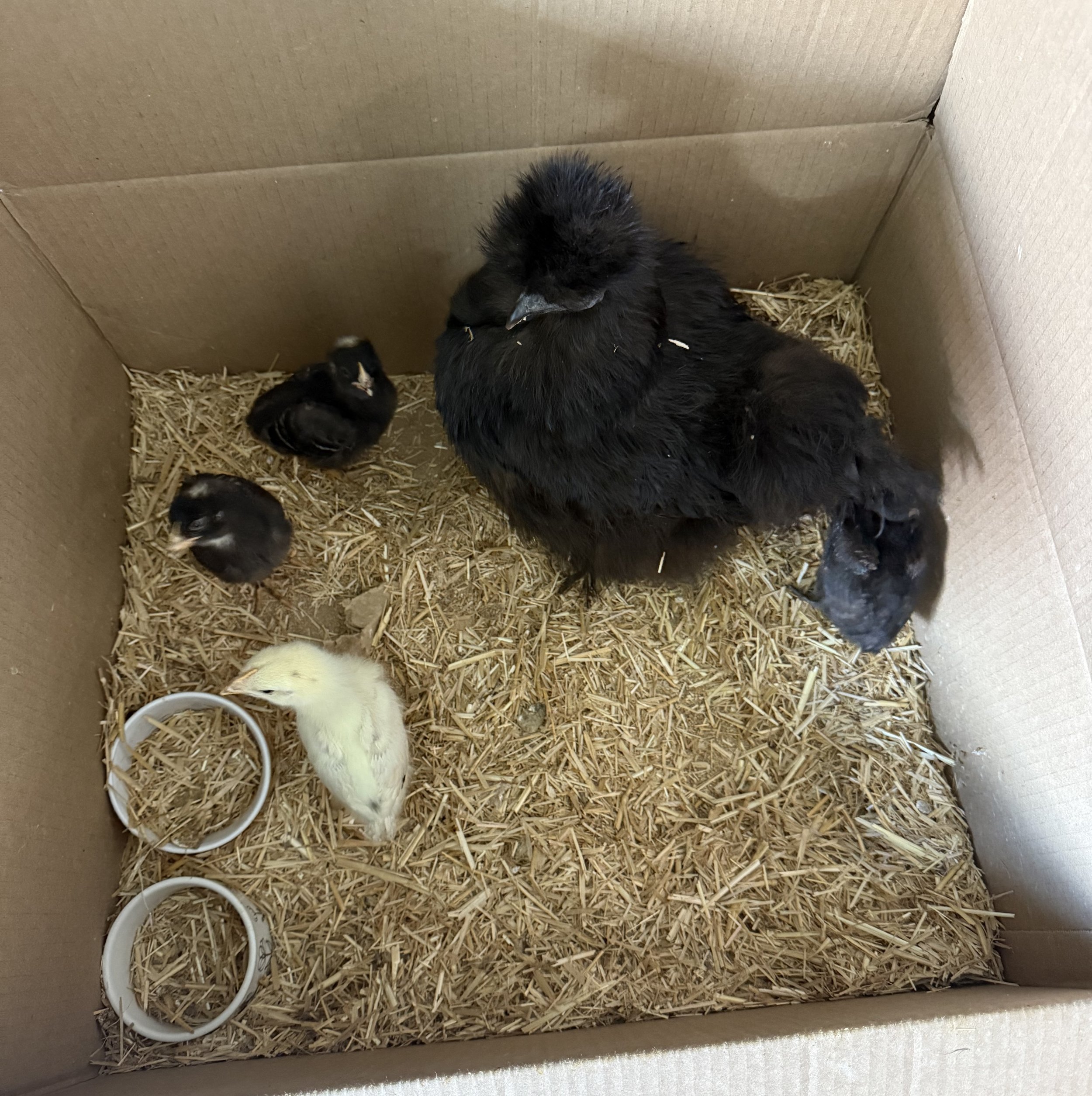 A cardboard box with straw bedding contains a black hen with chicks, including black, yellow, and mixed-colored chicks, and two white rubber feed or water bowls.