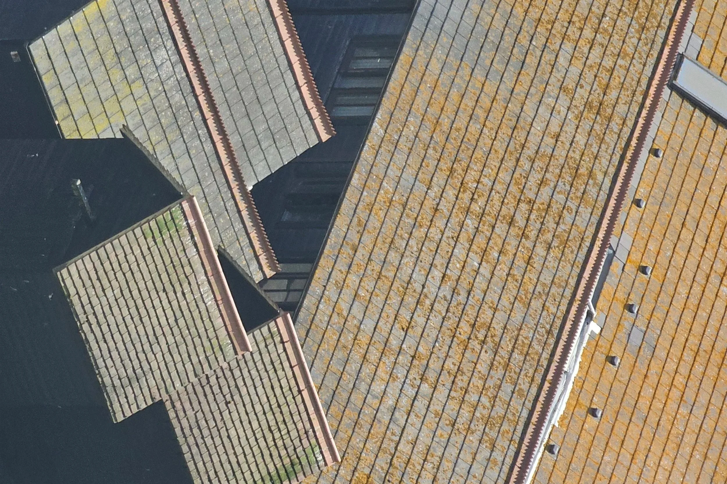 Close-up view of rooftops with tiles covered in moss and lichen, showing varying colors and textures.