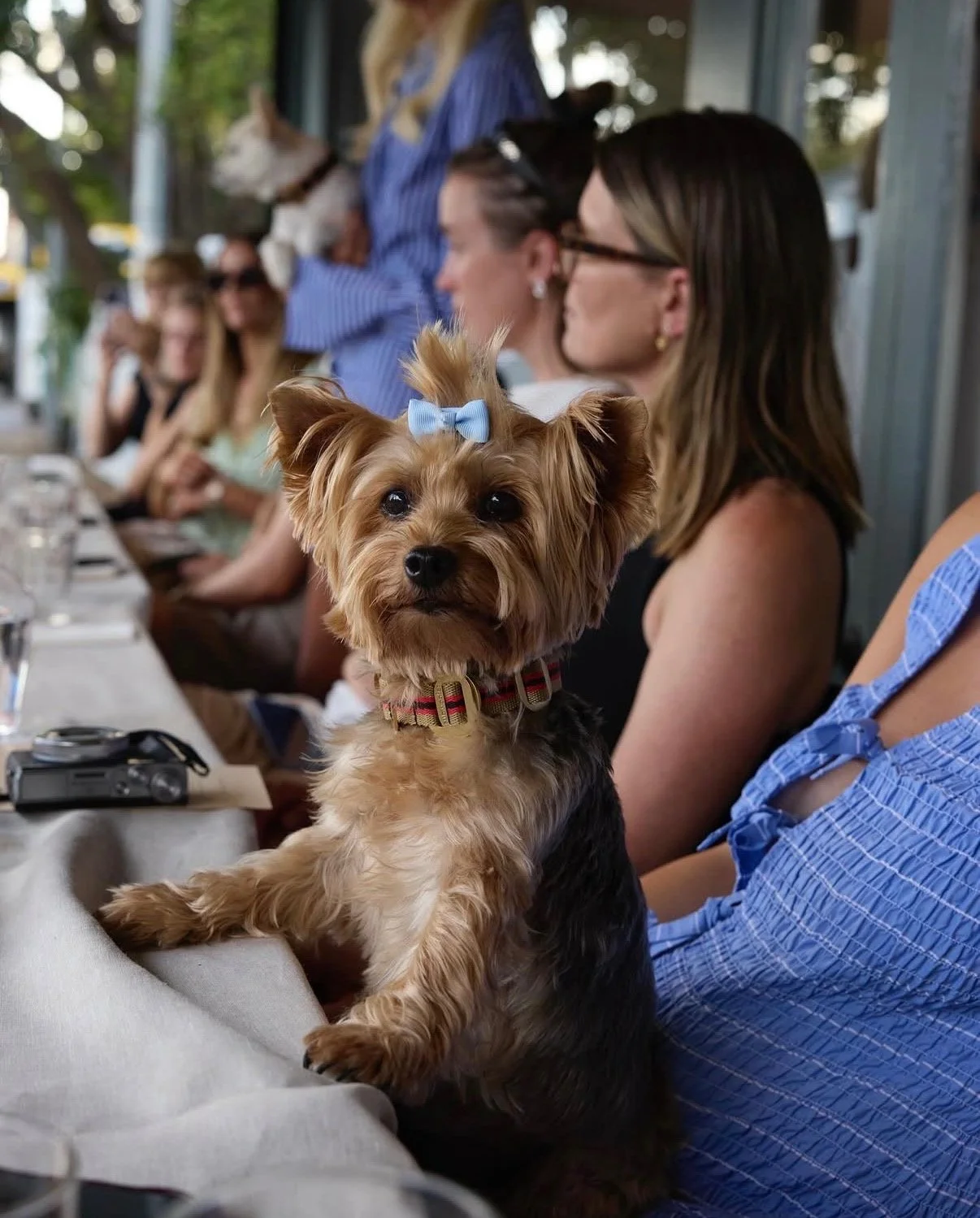 Subwoofer Dog PR event managed by Pop Agency at Lilian Auckland