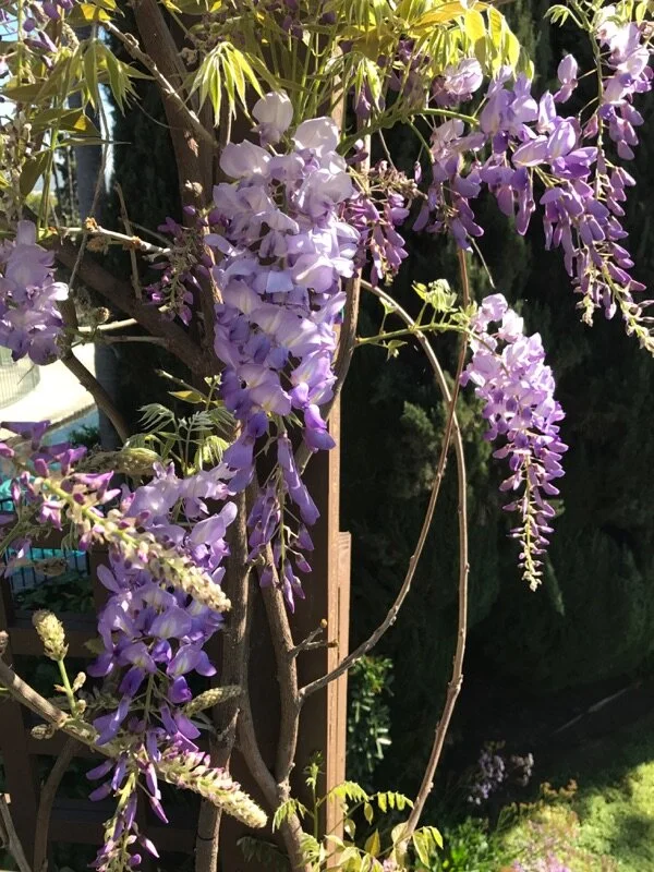 Purple wisteria flowers cascading down a trellis
