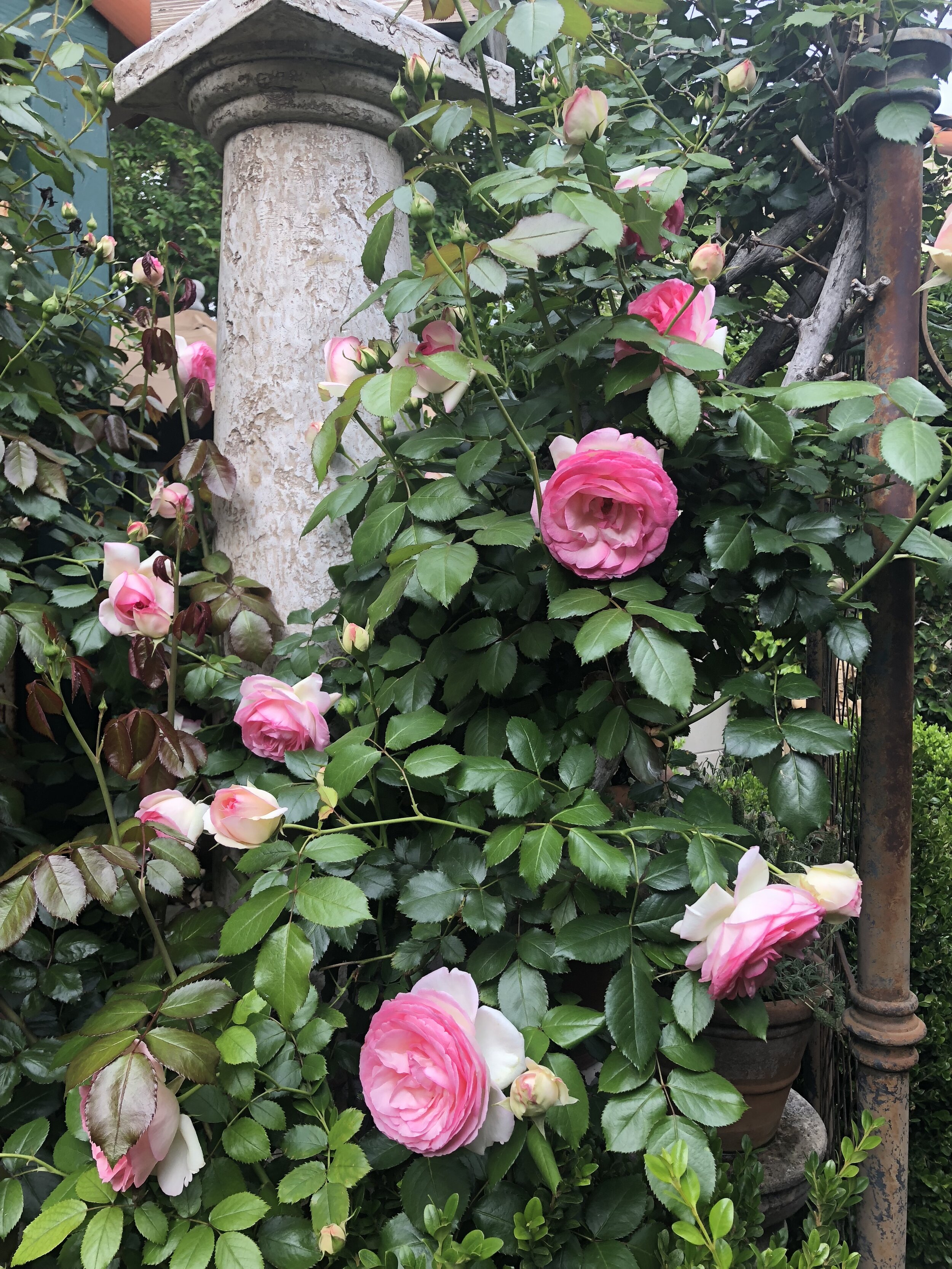 French garden roses
