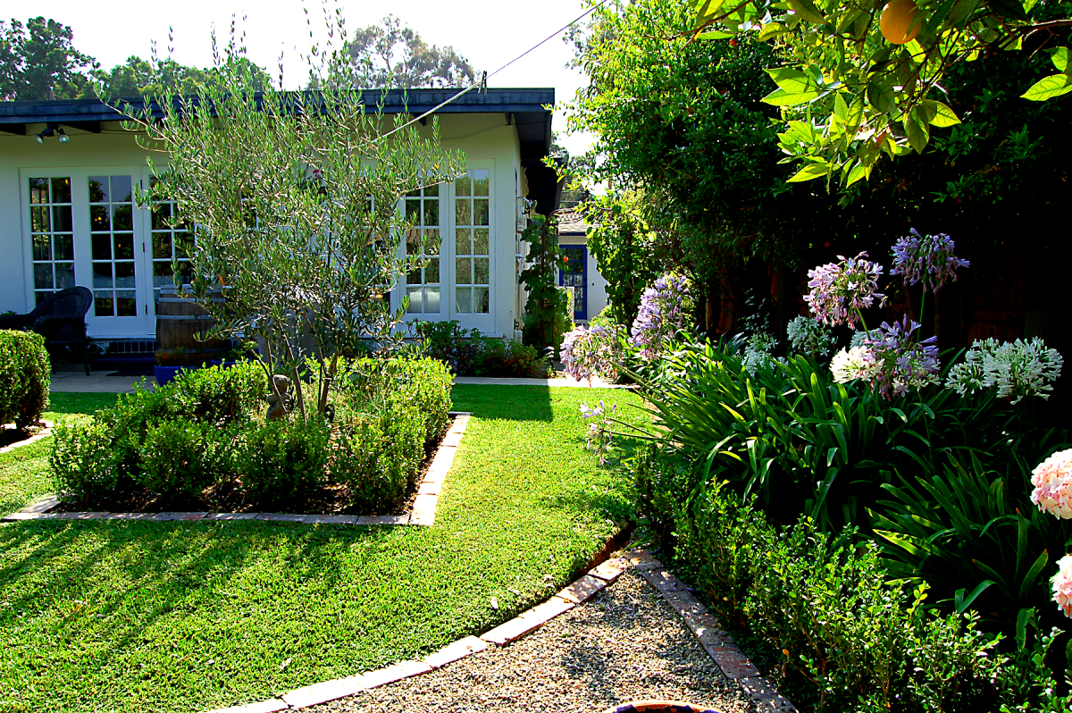 A tranquil courtyard garden where clipped boxwood, olive trees, and agapanthus create structure, texture, and effortless Mediterranean charm