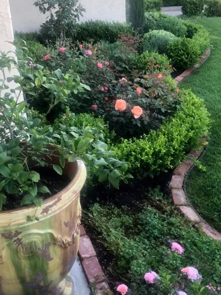 A romantic, sinuous border with English roses