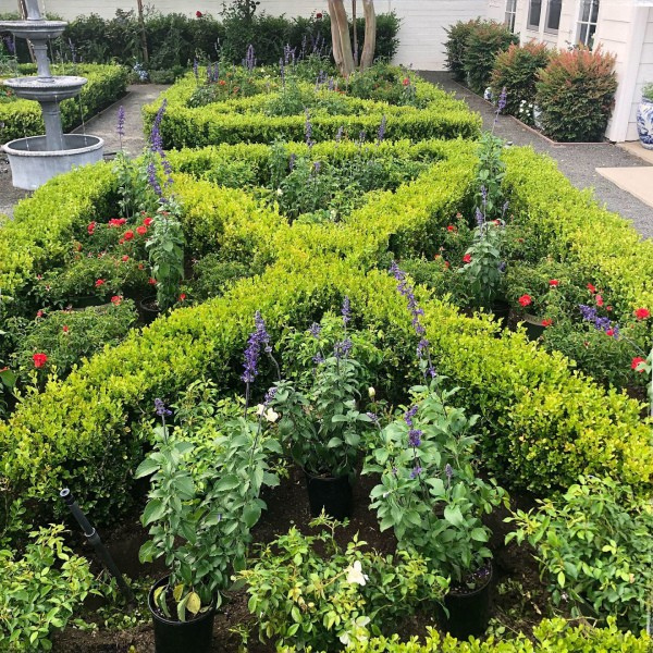 Clipped boxwood hedging creates a formal framework for seasonal color and layered plantings