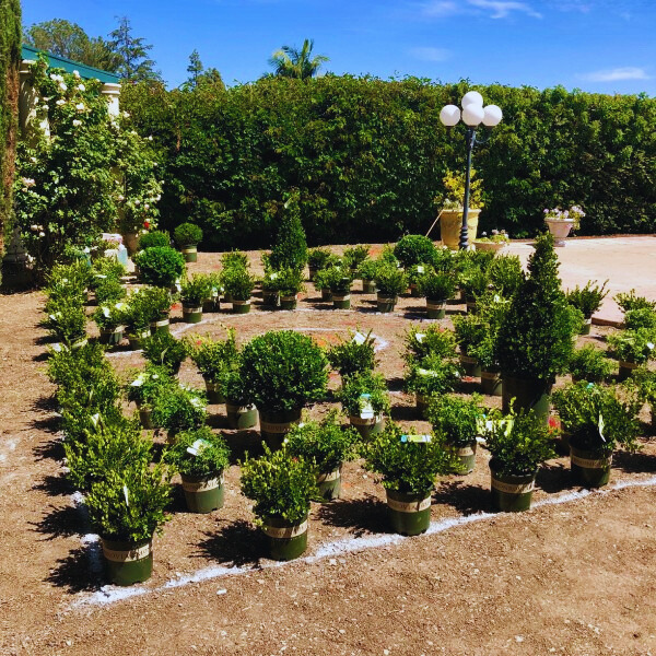 Prepping for a French formal boxwood parterre