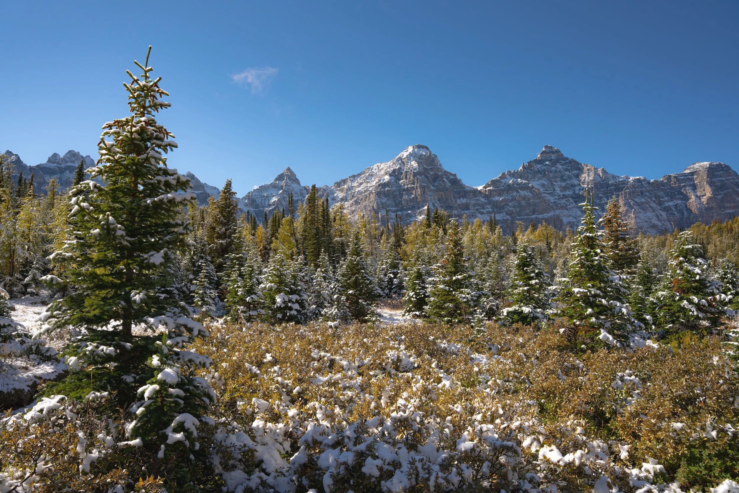 Larch Forest.jpg
