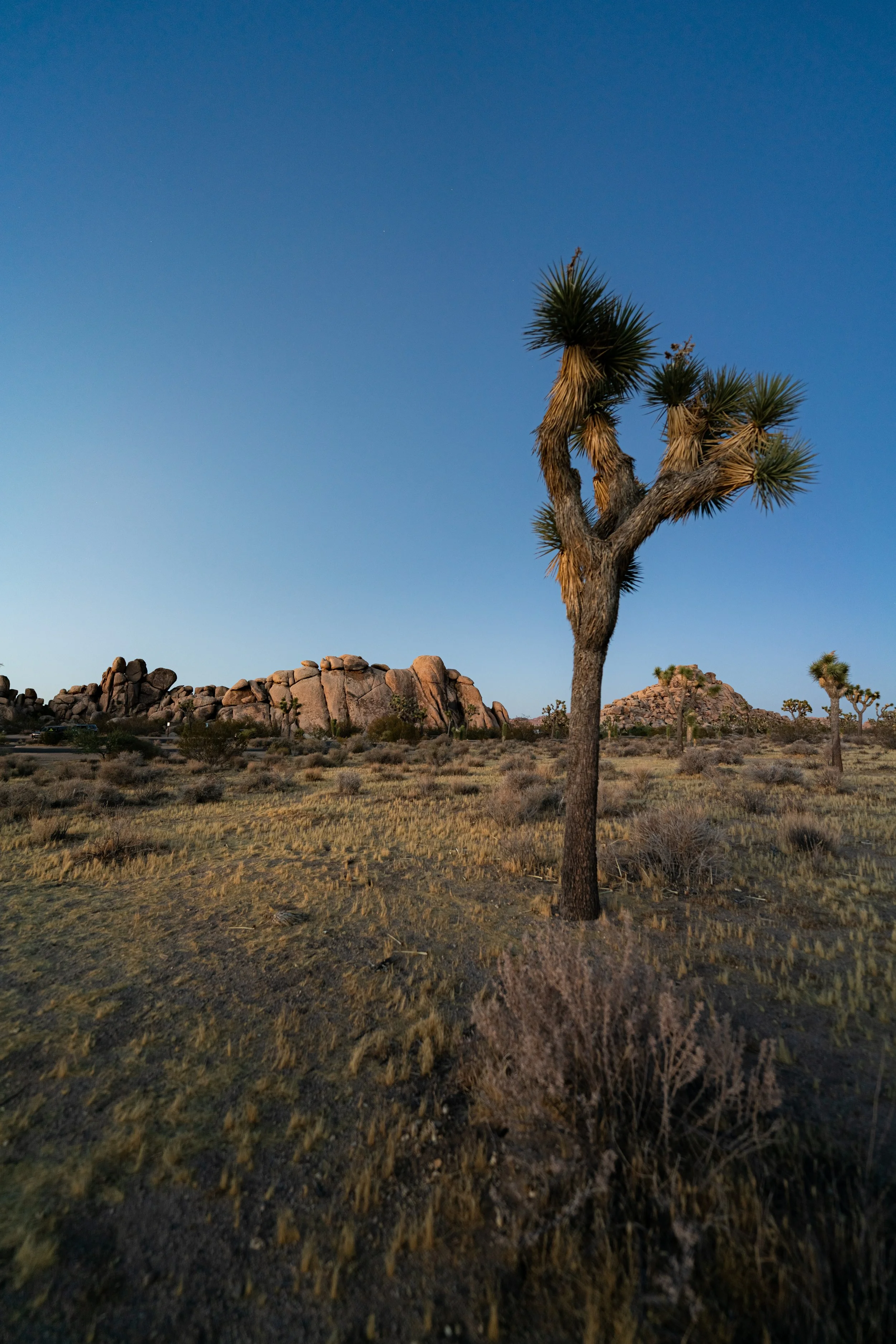 Joshua Tree-1.jpg