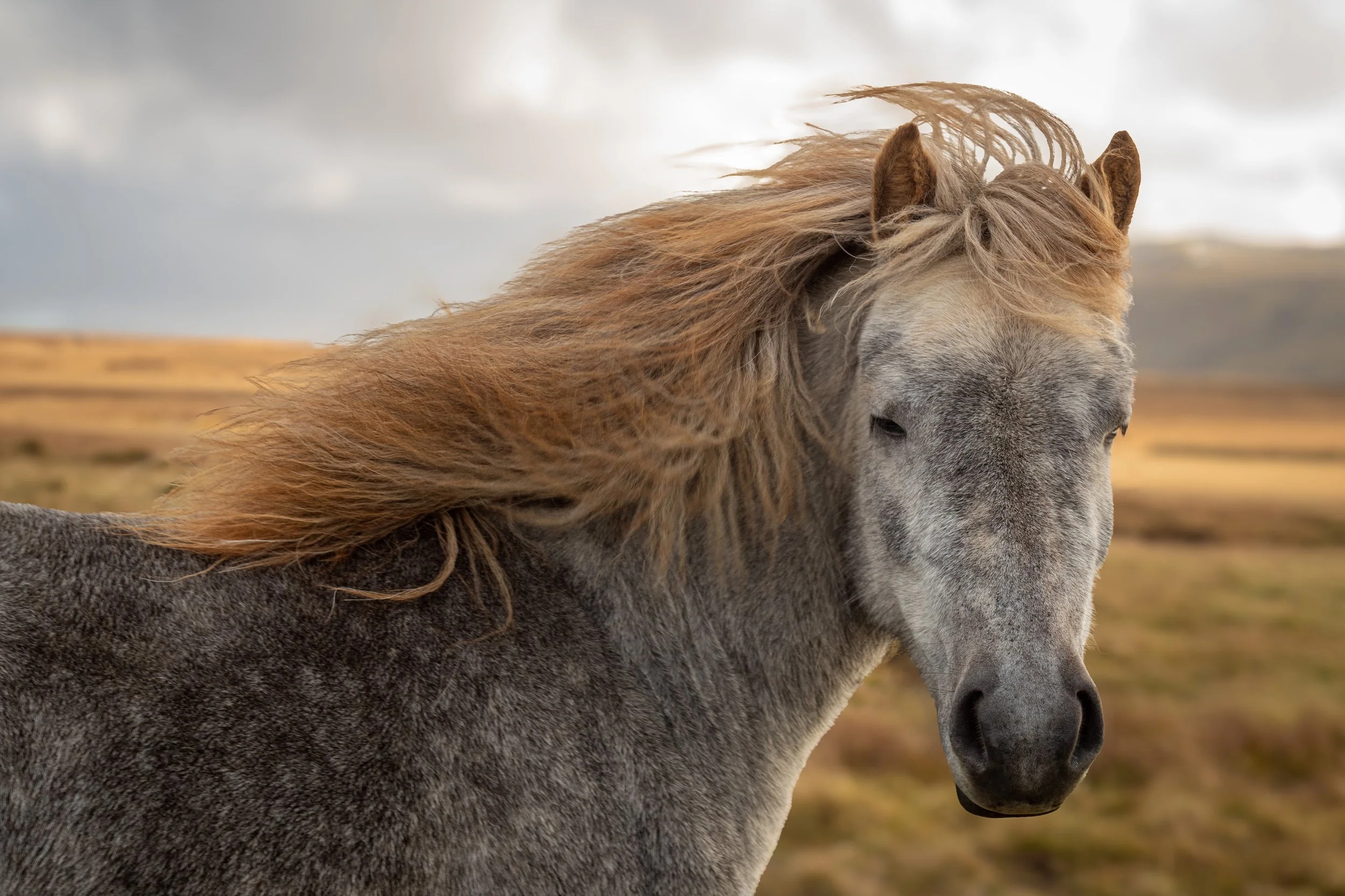 Icelandic Pony.jpg
