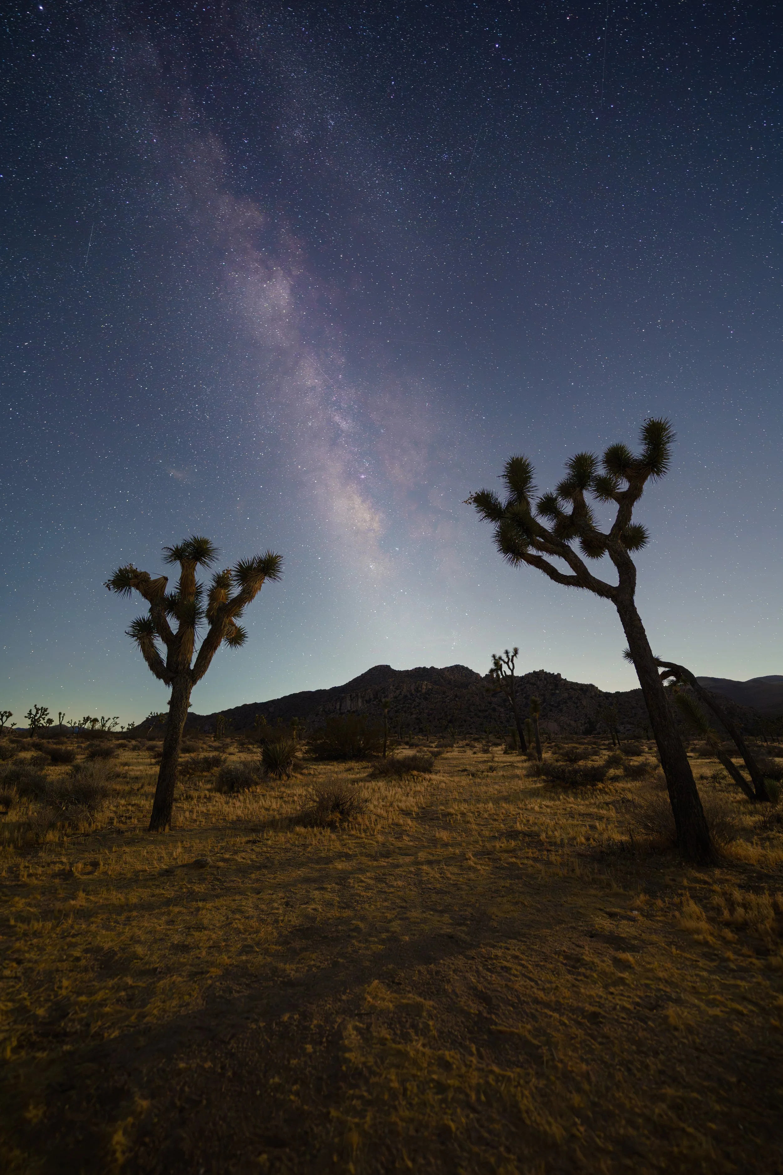 Joshua Tree-2.jpg