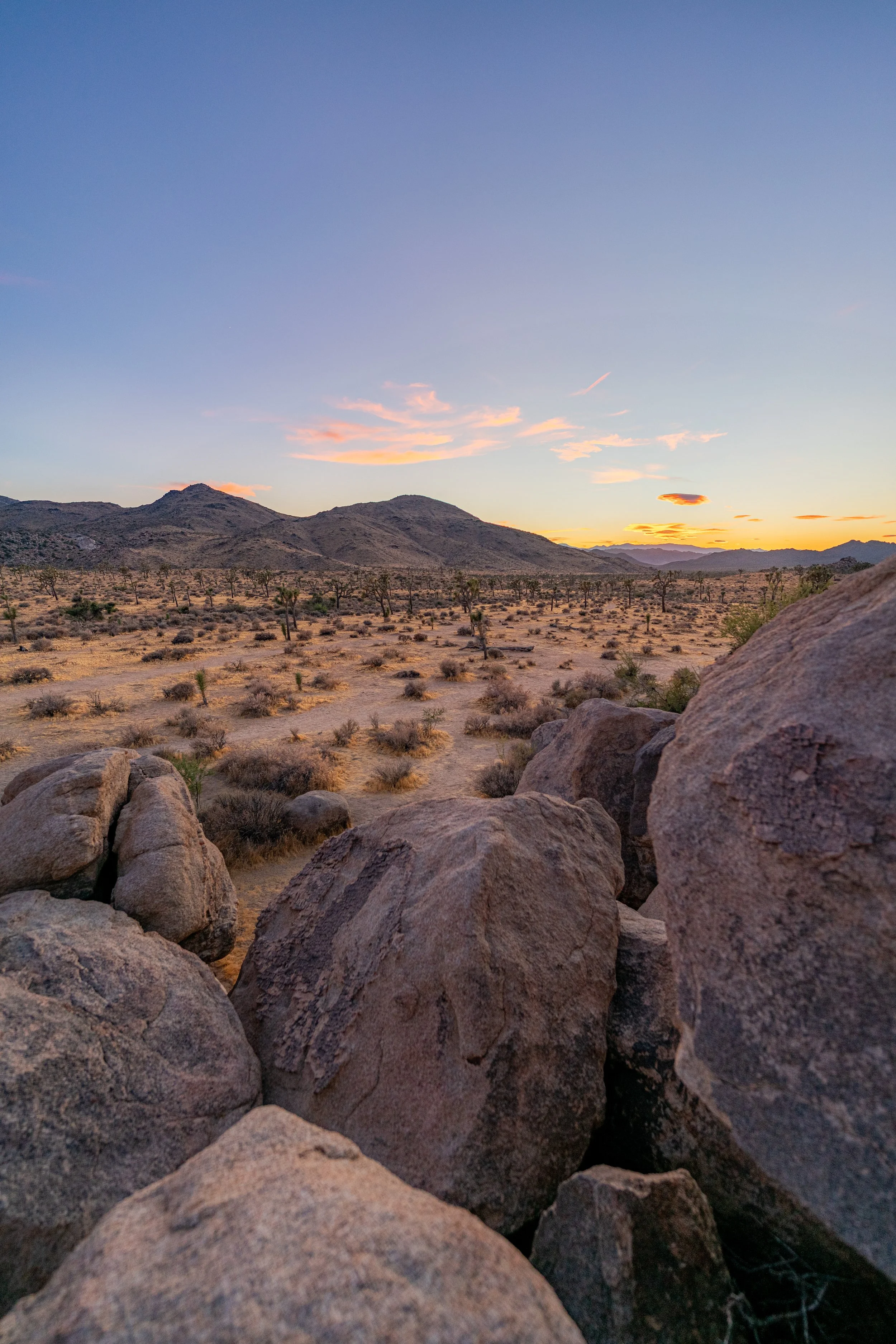 Joshua Tree