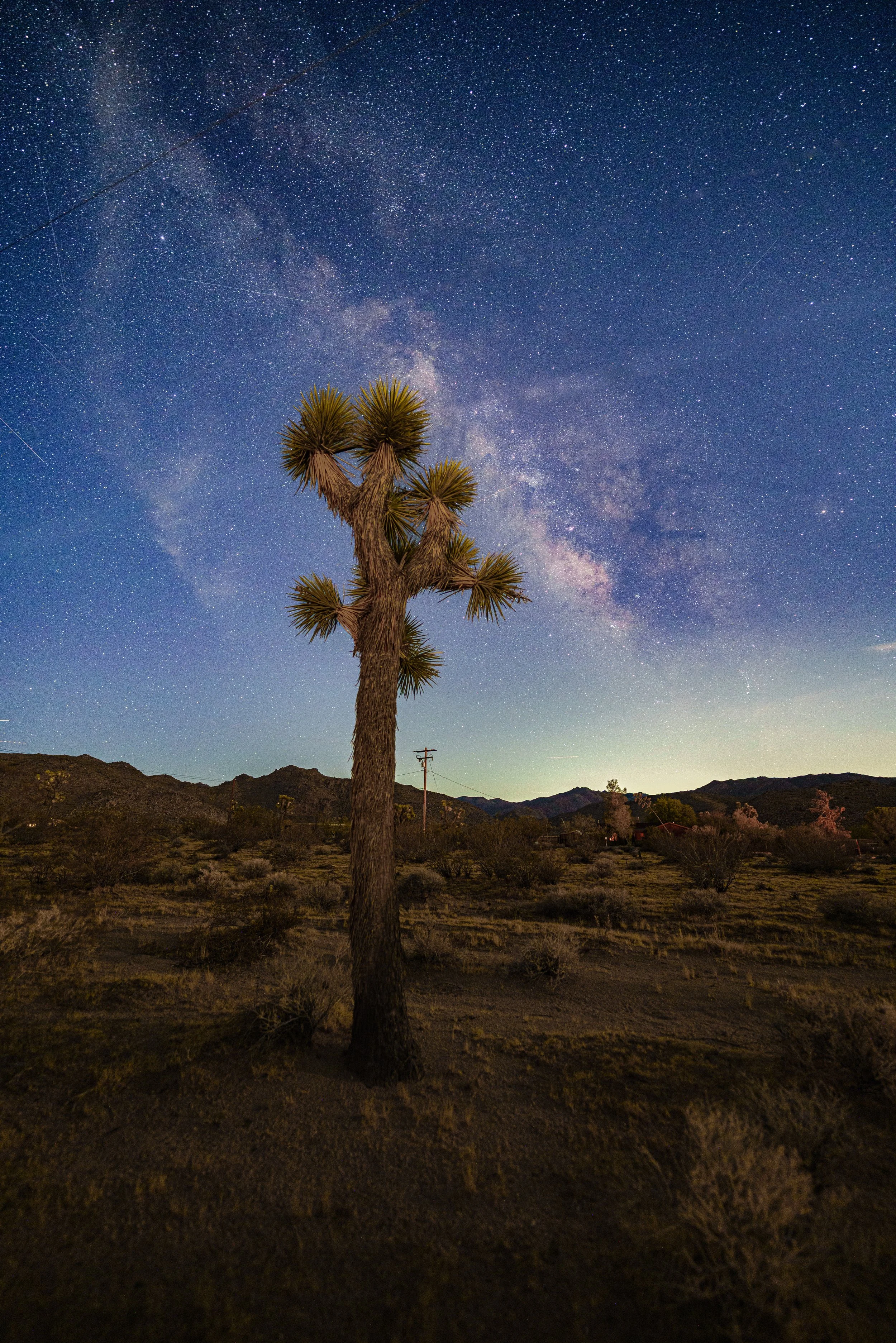 Joshua Tree-4.jpg