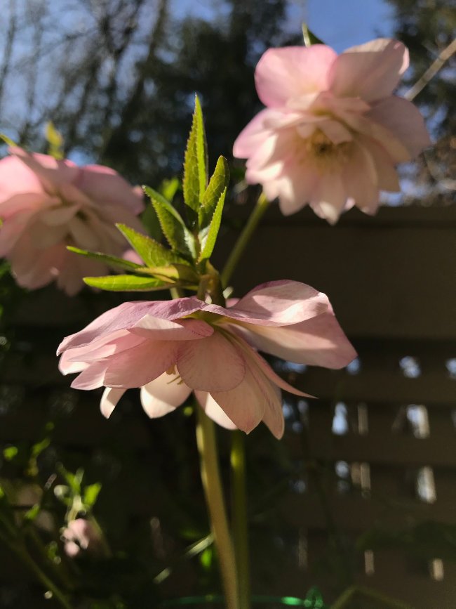 Fresh hellebore flowers used as botanical inspiration for heritage-inspired surface pattern design.