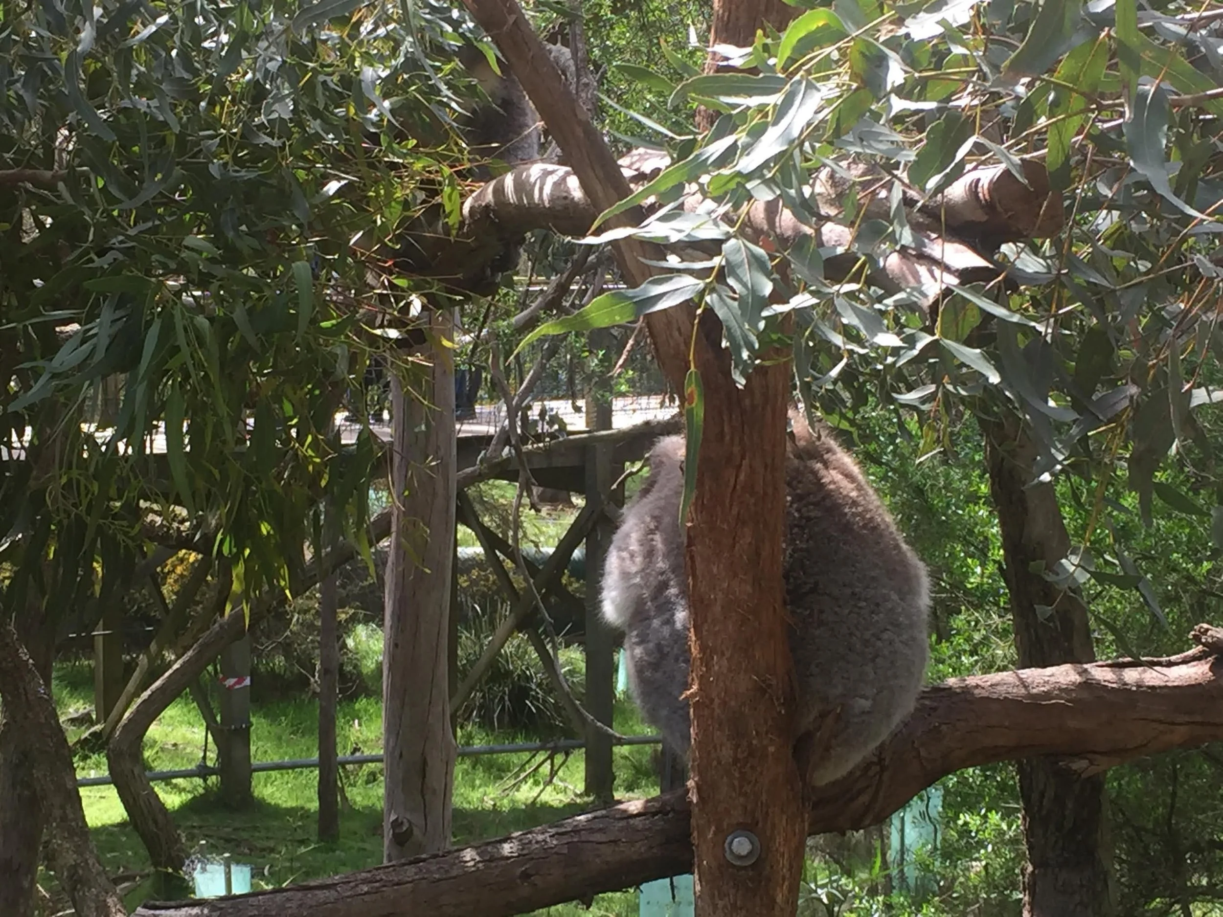 Australia Zoo - Sydney