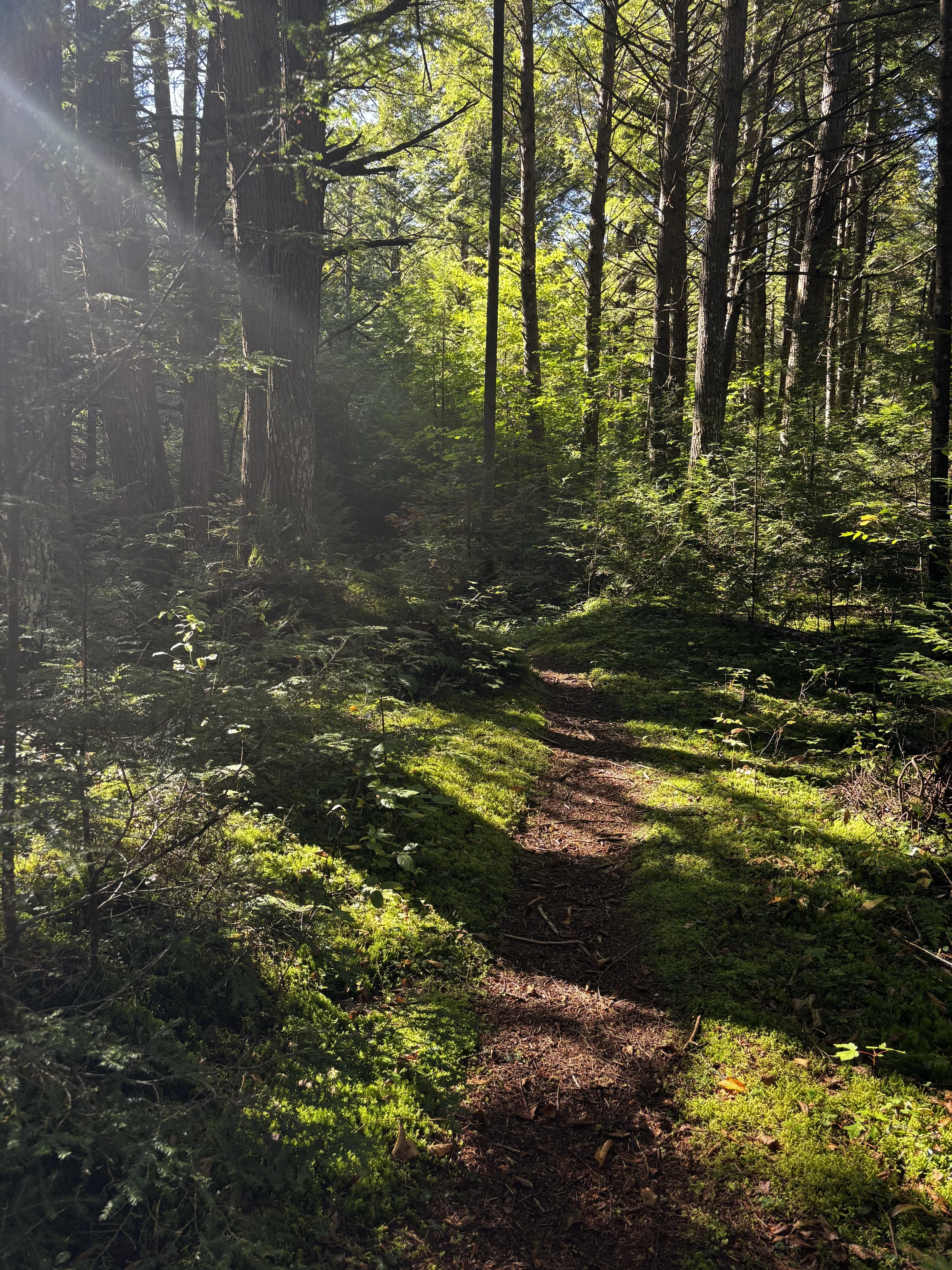 noblewoods.jpeg