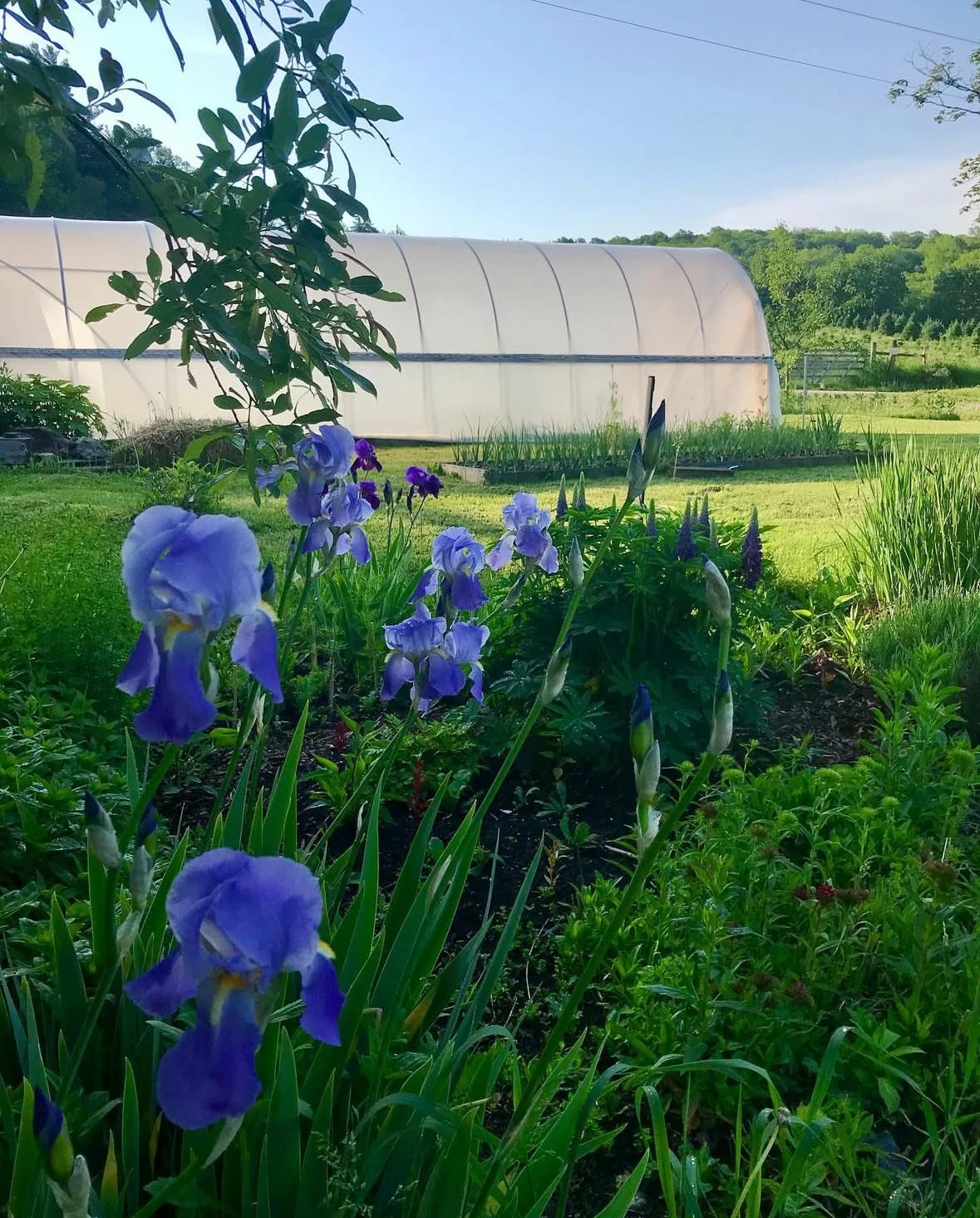 Herbal Allies for Pregnancy & Postpartum