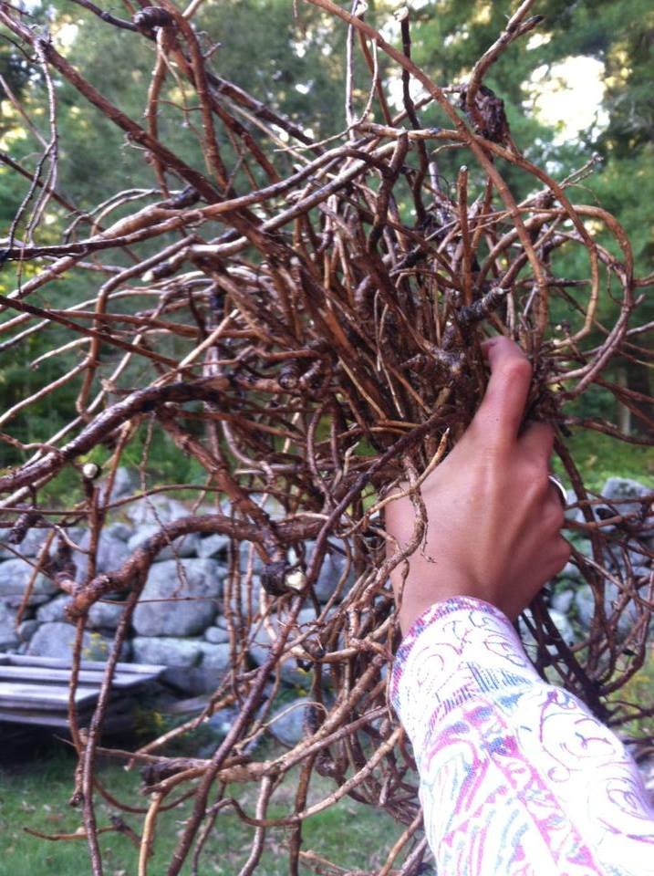 Herbal Approaches To Lyme Disease (Bristol, VT - June 20)