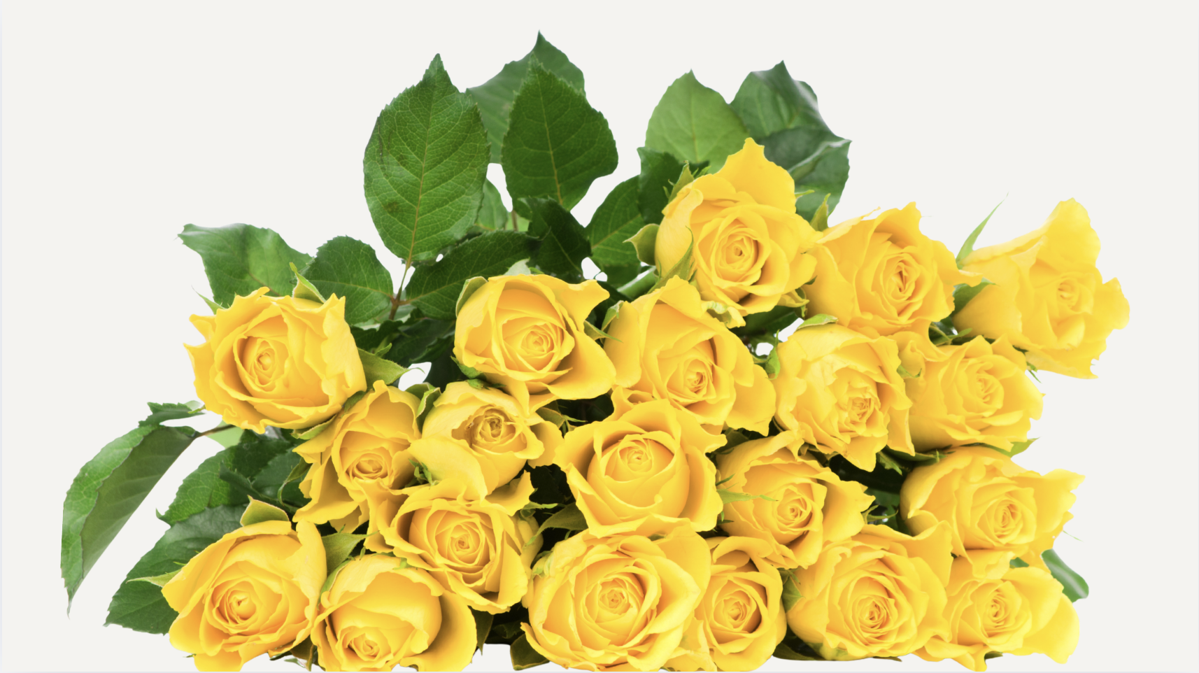 Yellow Roses