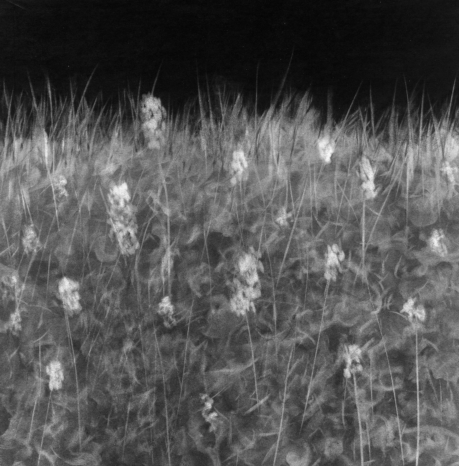 Wetlands, 8" x 8" charcoal on paper