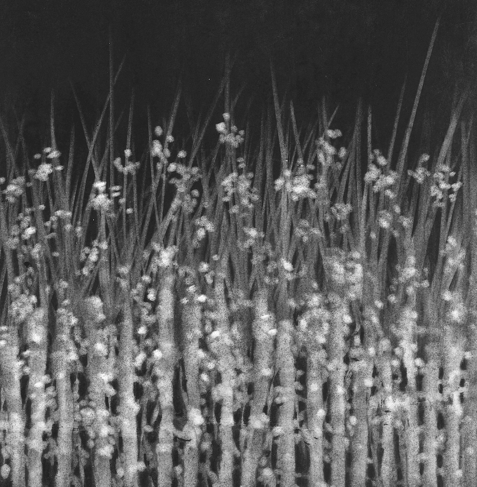 Garden, 5" x 5" charcoal on paper