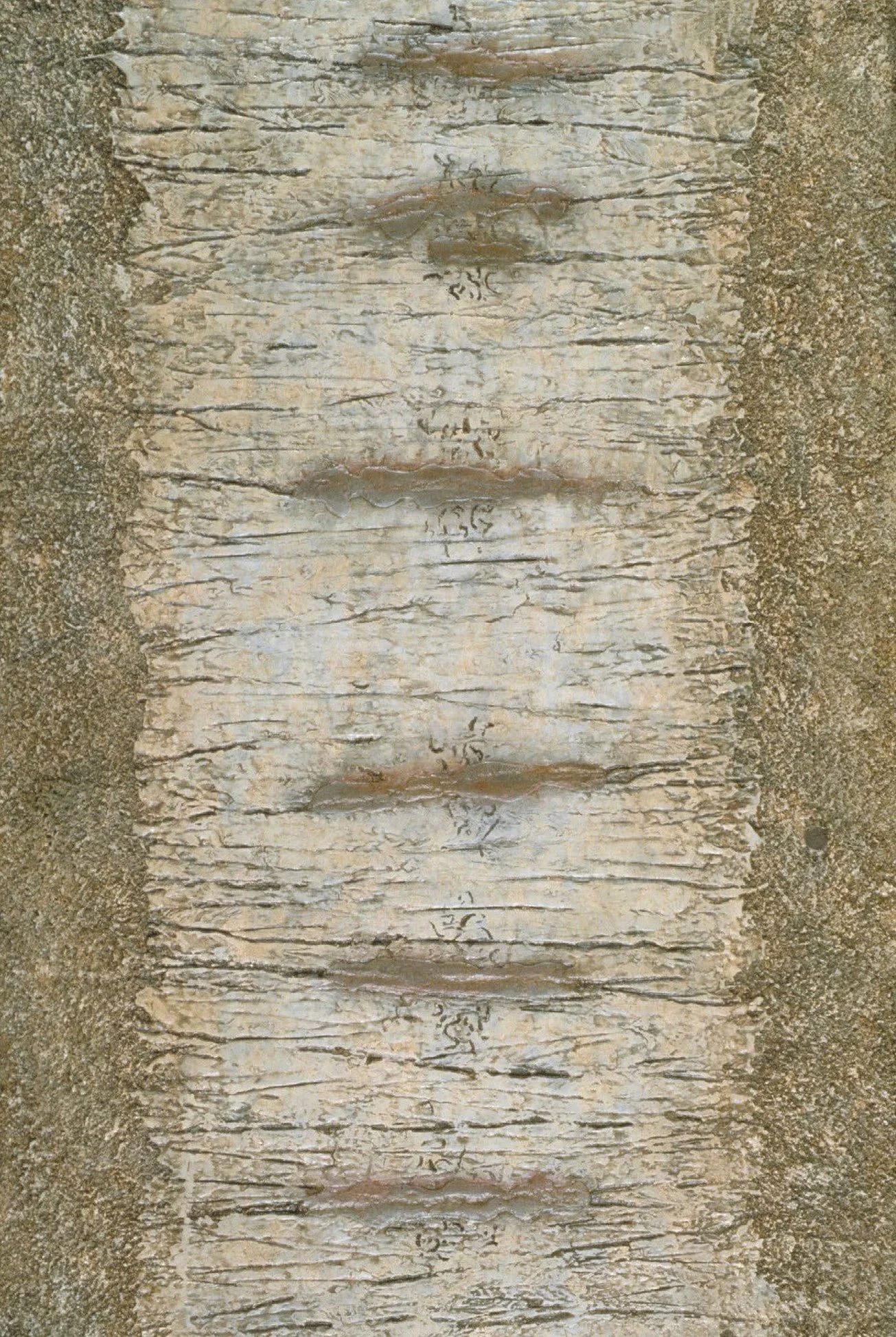 Clabo, 36 x 24", mixed media