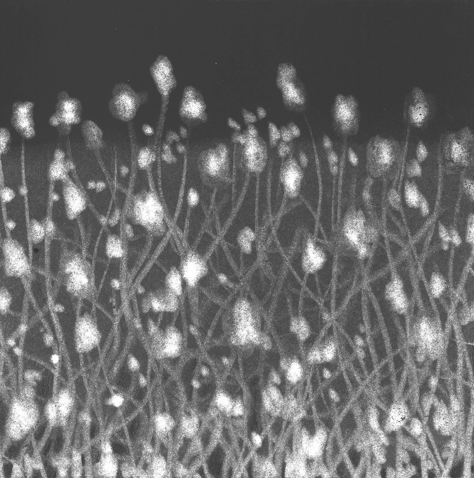 Amoebas, 5" x 5" charcoal on paper