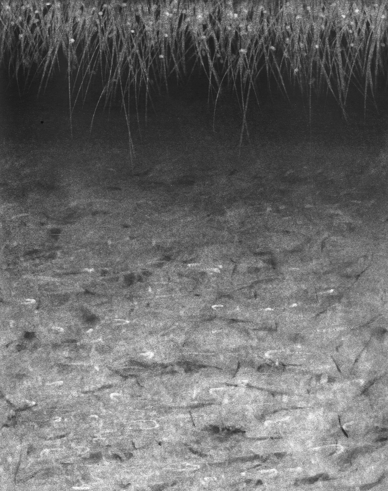 Bank, 10" x 8" charcoal on paper