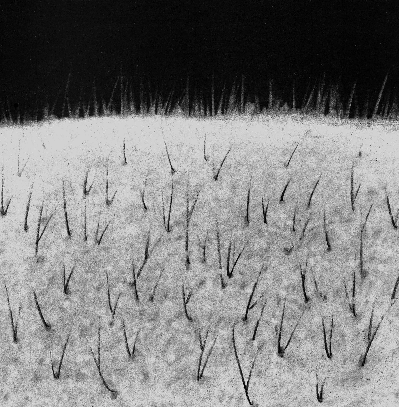 Snow Melt, 5" x 5" charcoal on paper